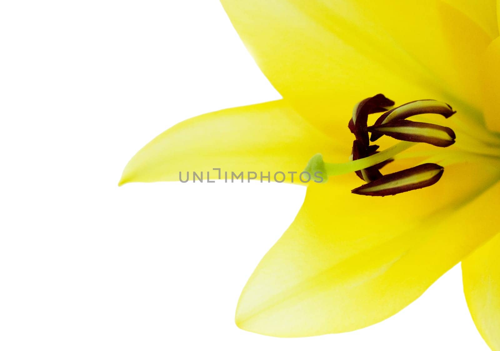Yellow lily flower isolated on white background
