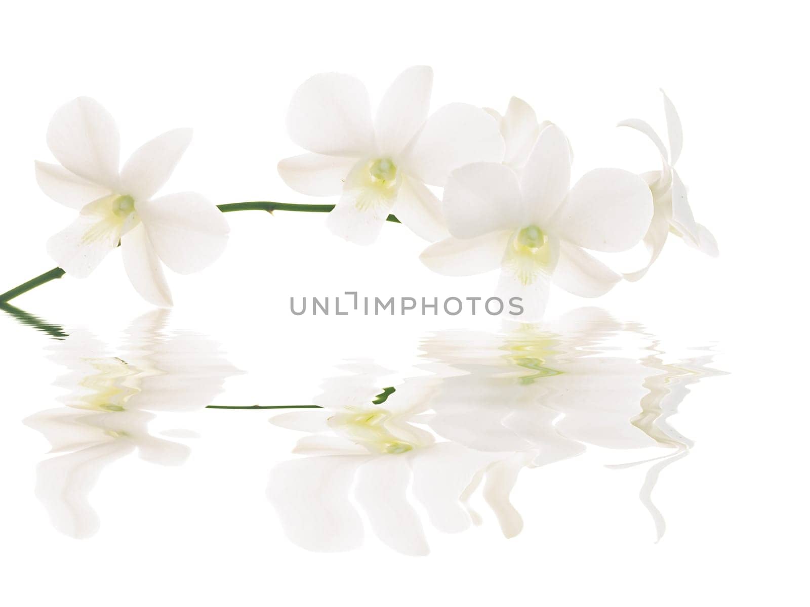 Reflection of Branch of white orchids.