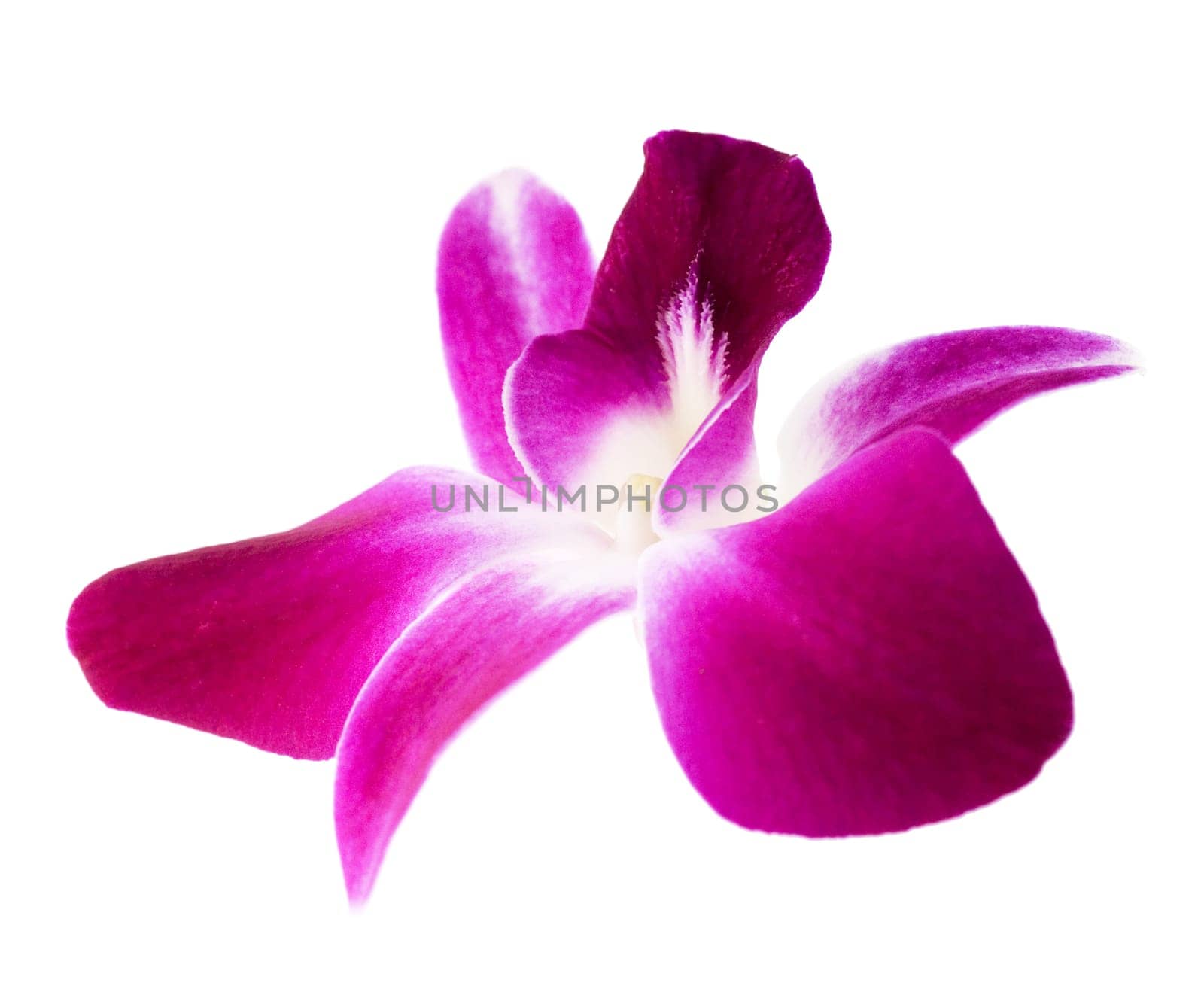 Orchid flower isolated on white background