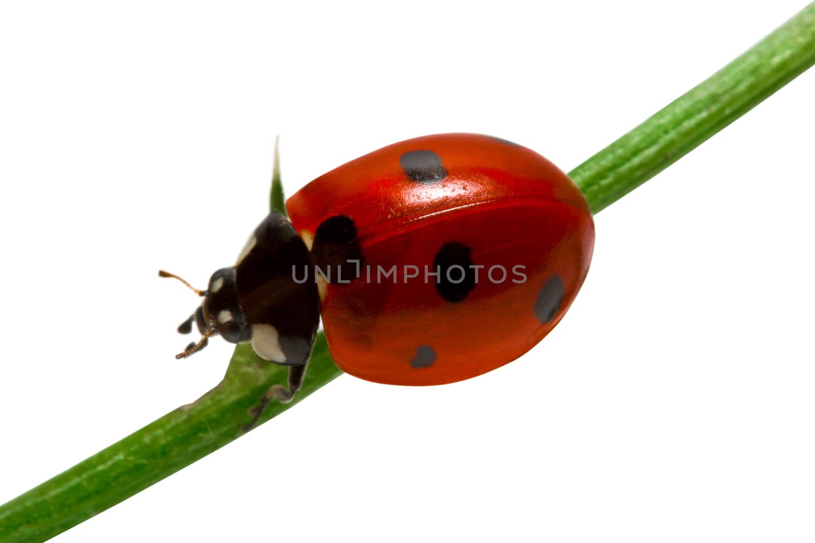 Ladybird close-up on white background