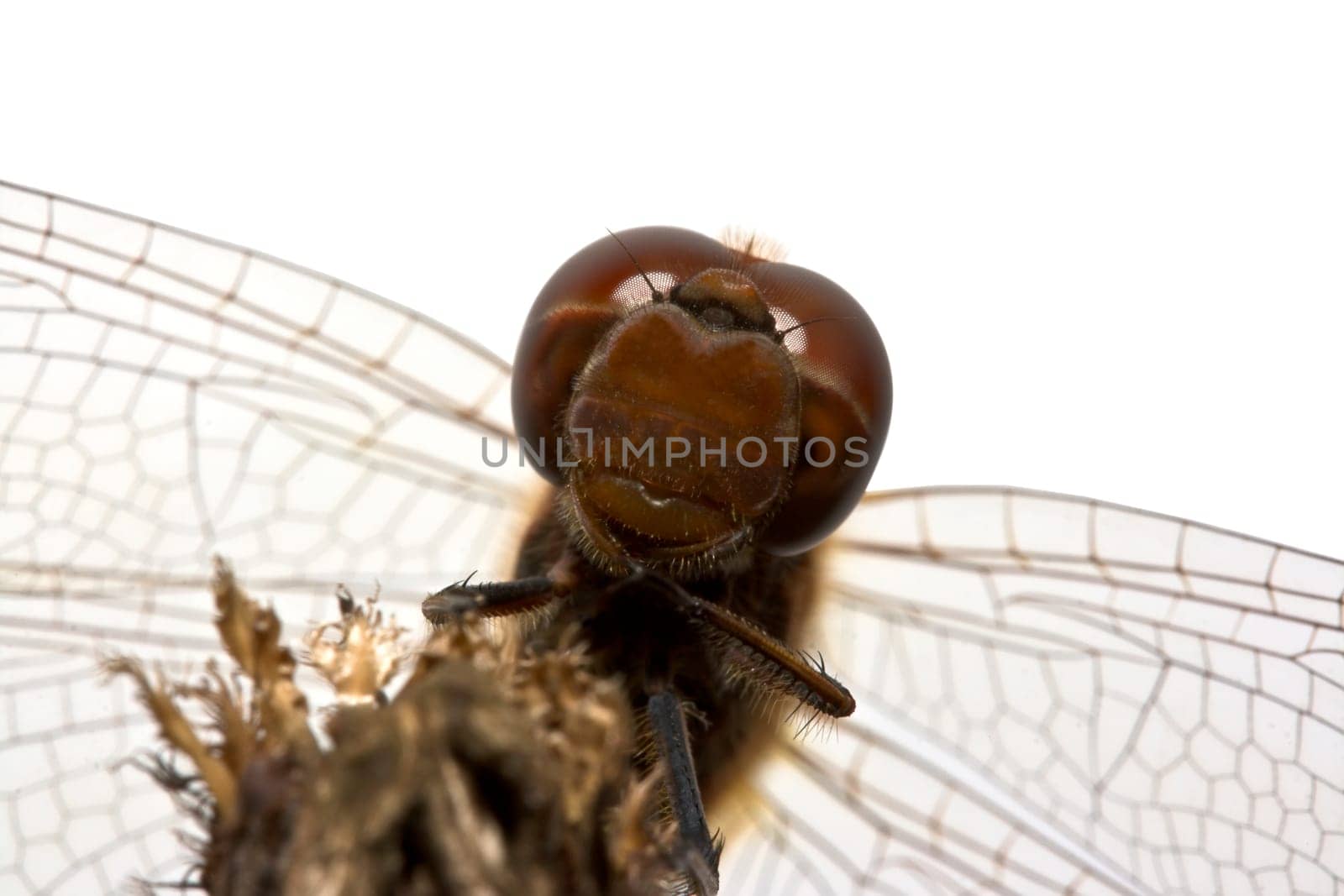 close-up dragonfly on white background