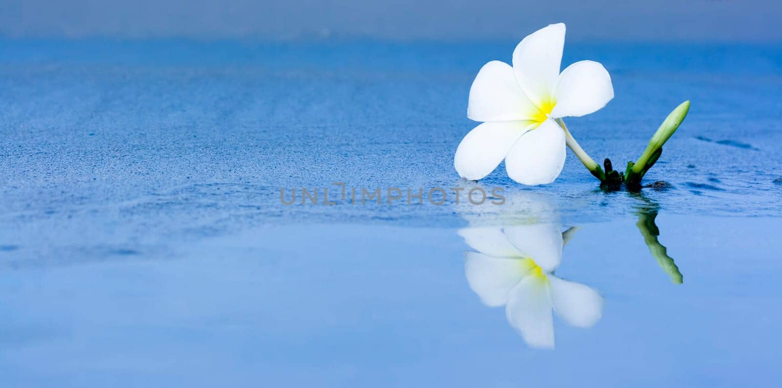 Reflection of tropical flower Plumeria with copy-space.