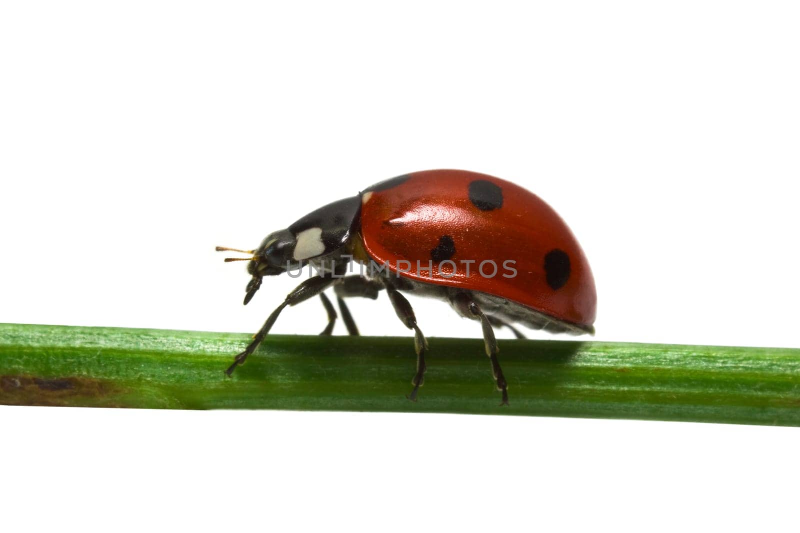 Ladybird on white background