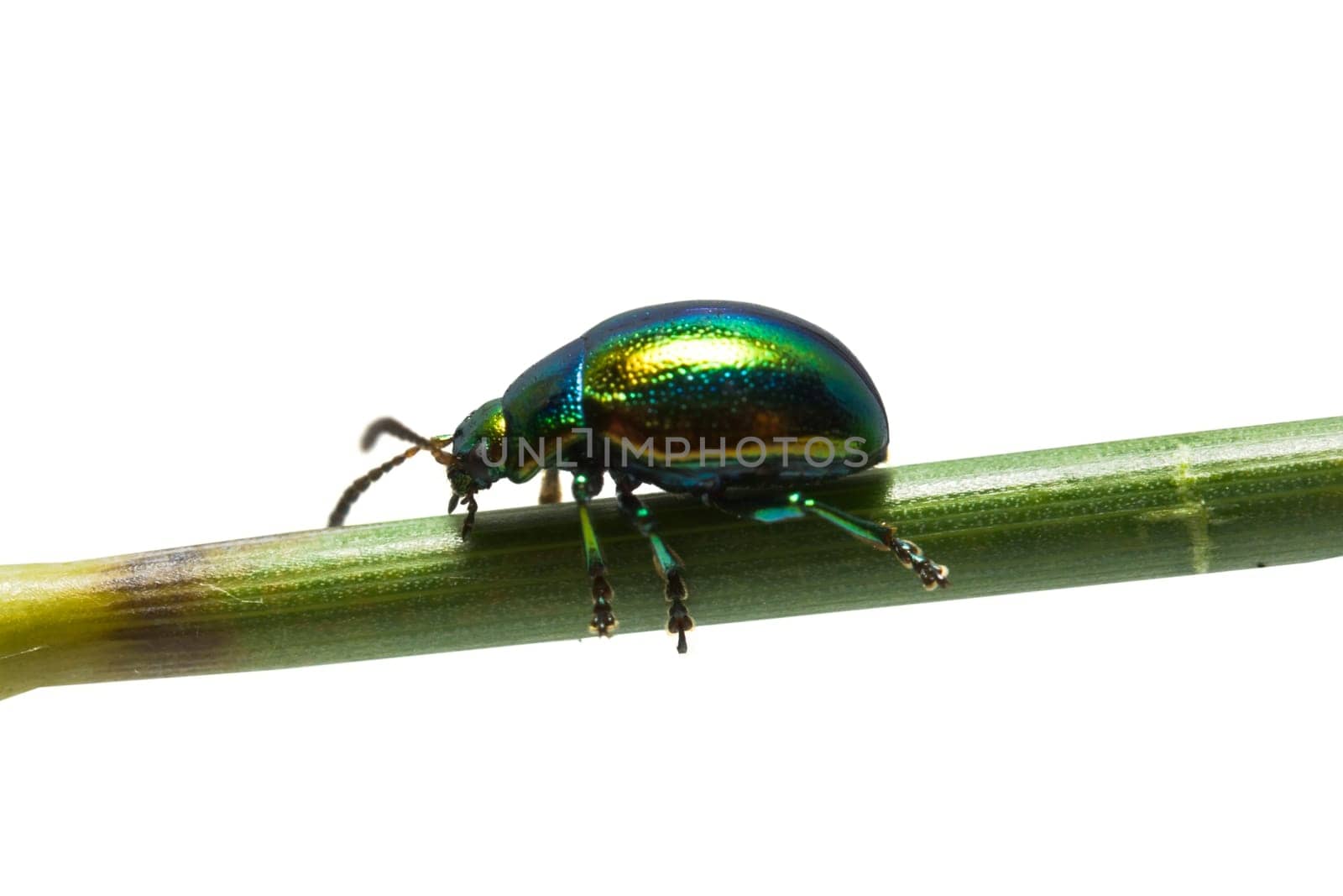 Colorful glowworm on white background