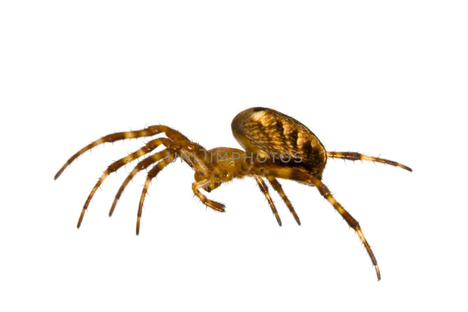 Spider close-up on white background