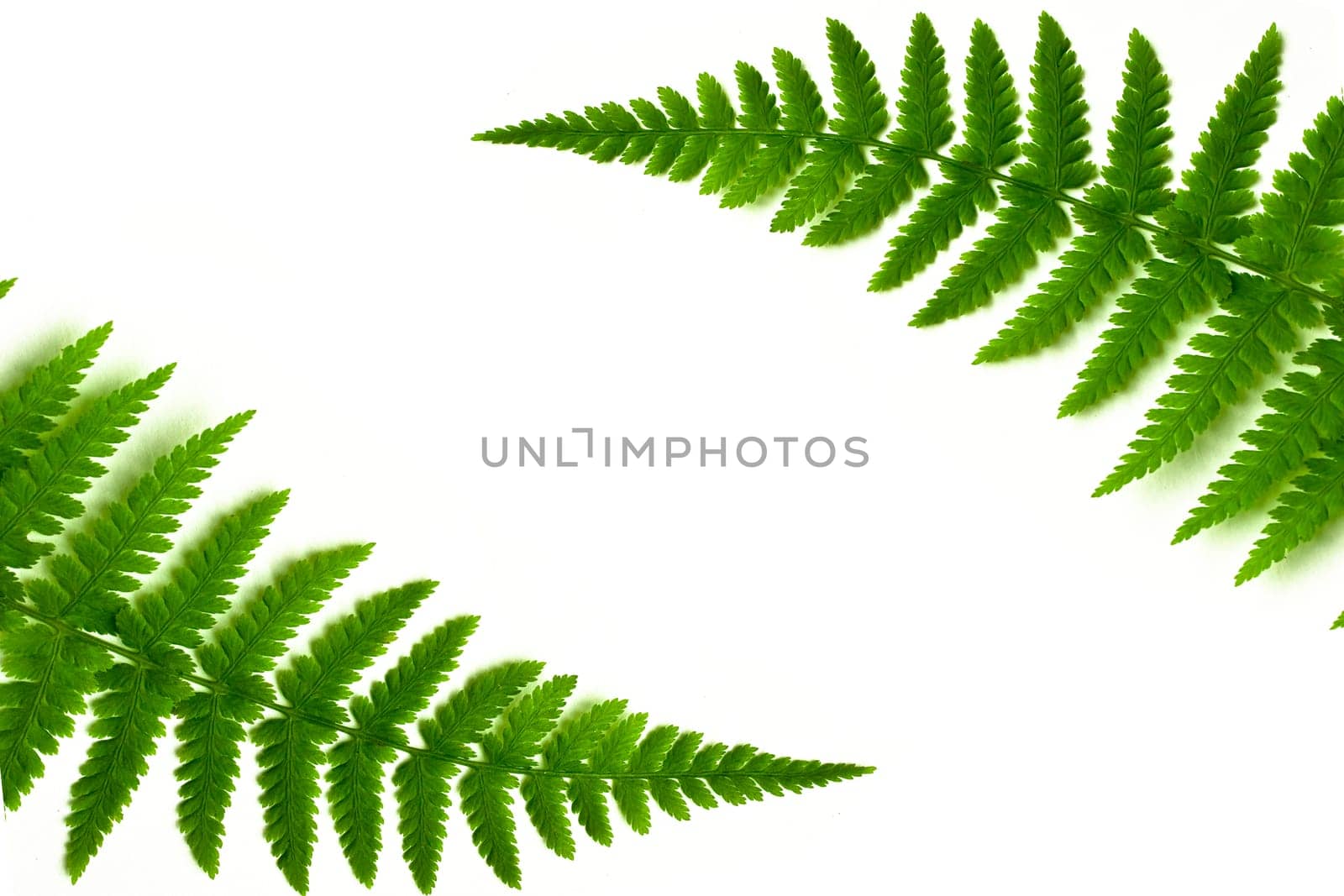 fern frame