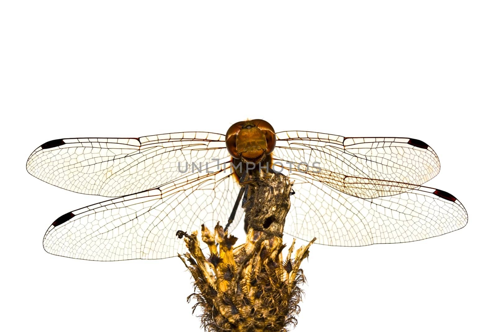 close-up dragonfly on white background