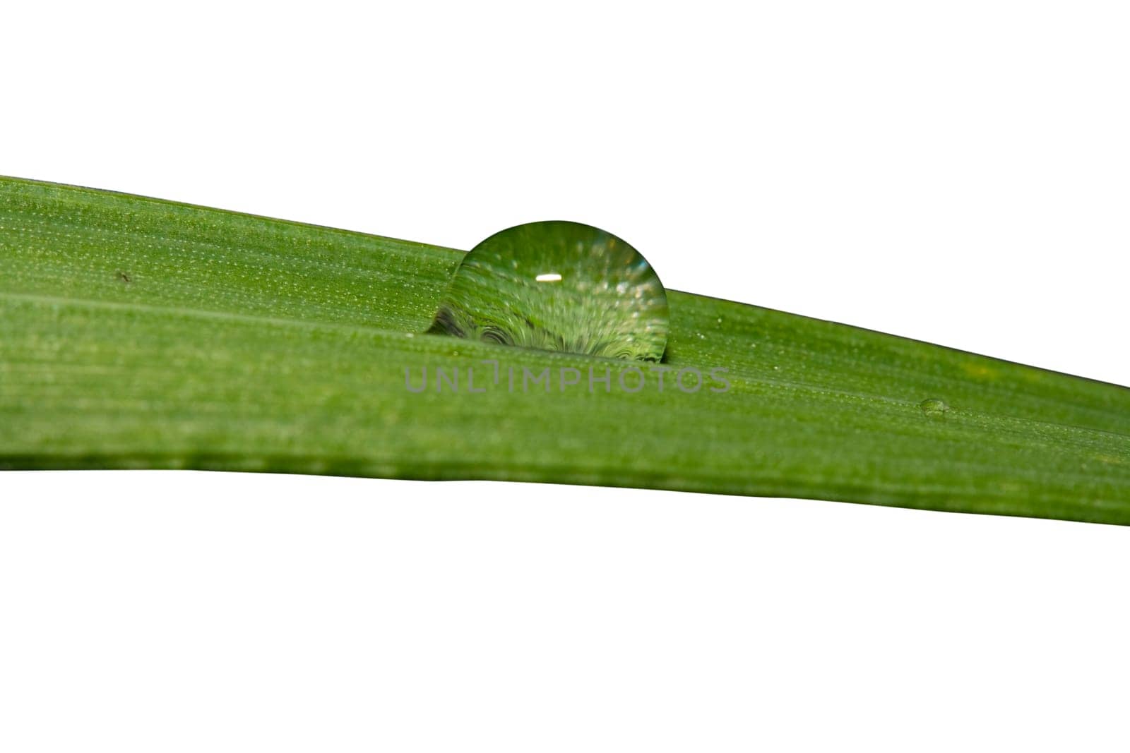 Morning dew on grass
