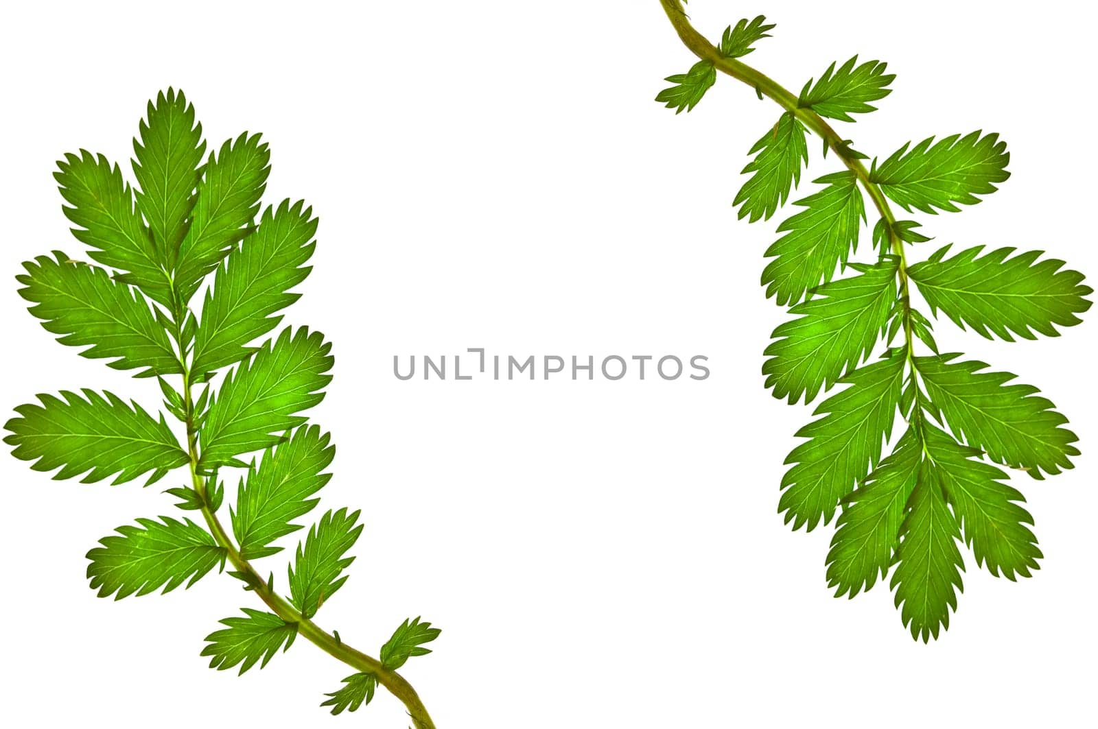Floral frame