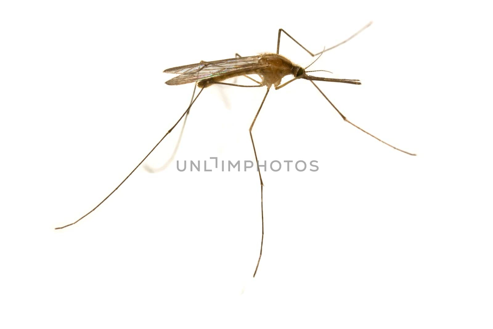 mosquito close-up on white background