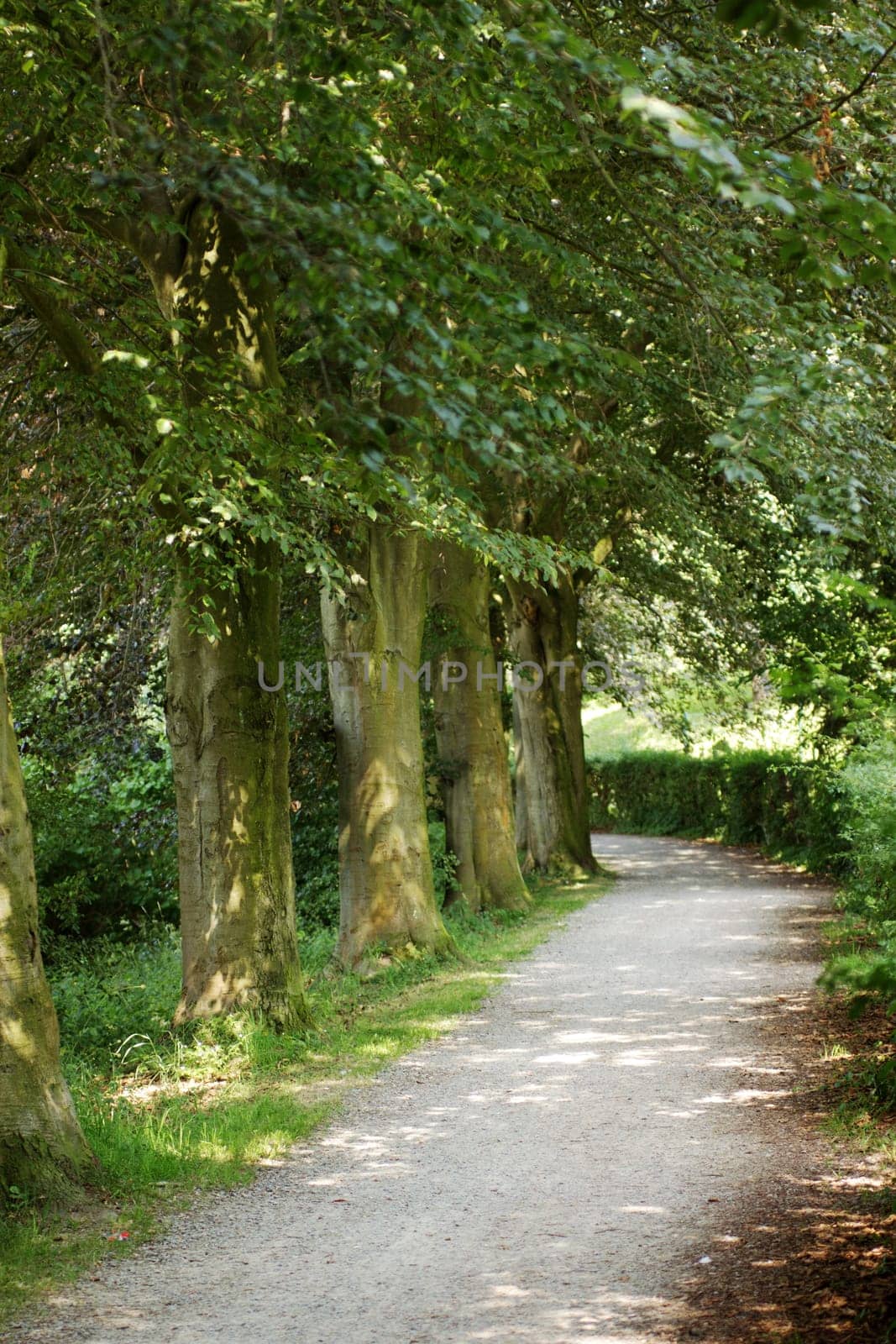 Copper Beech Avenue in Barntrup