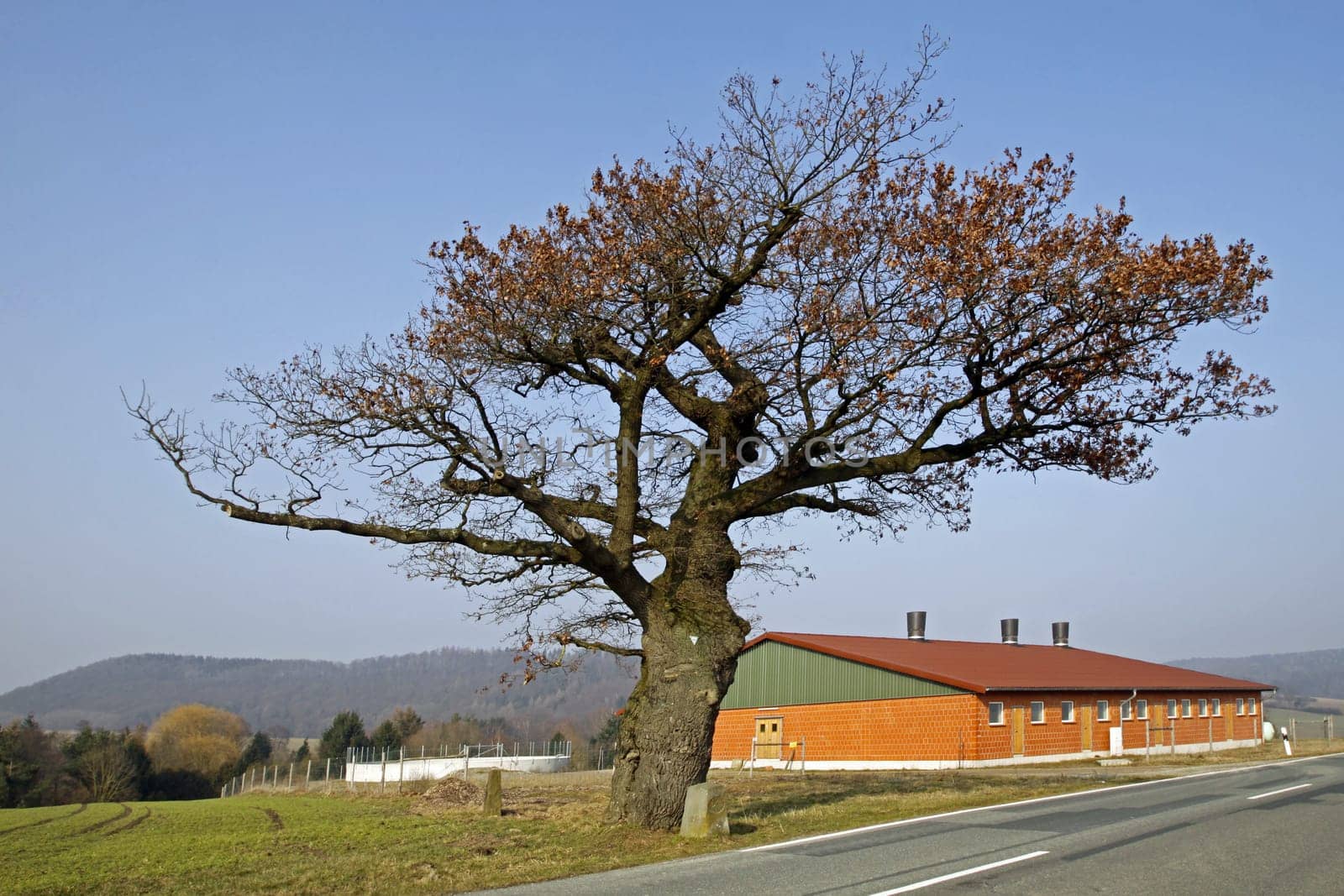 The border oak in Dudenhausen