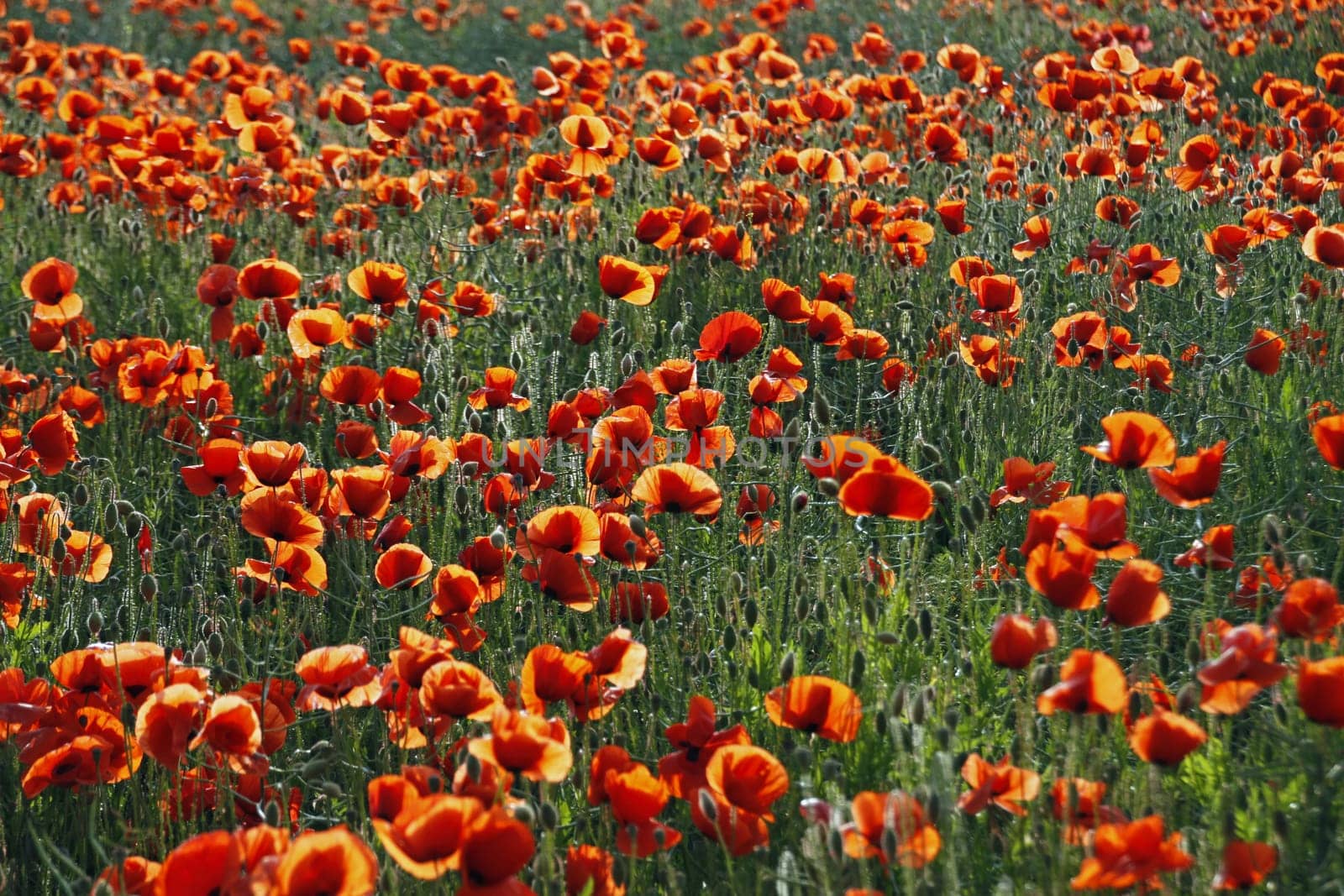 Poppy Field