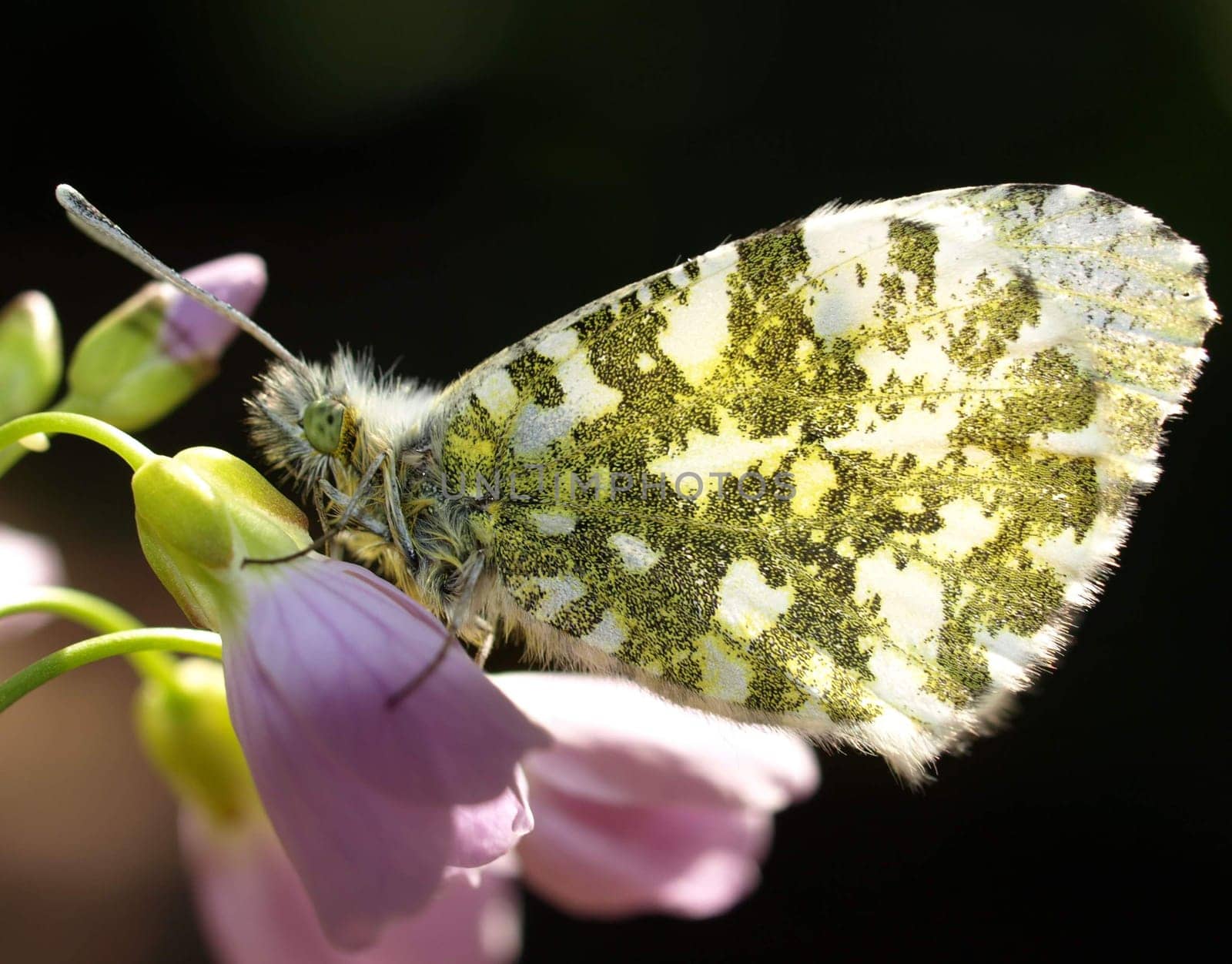Orange tip