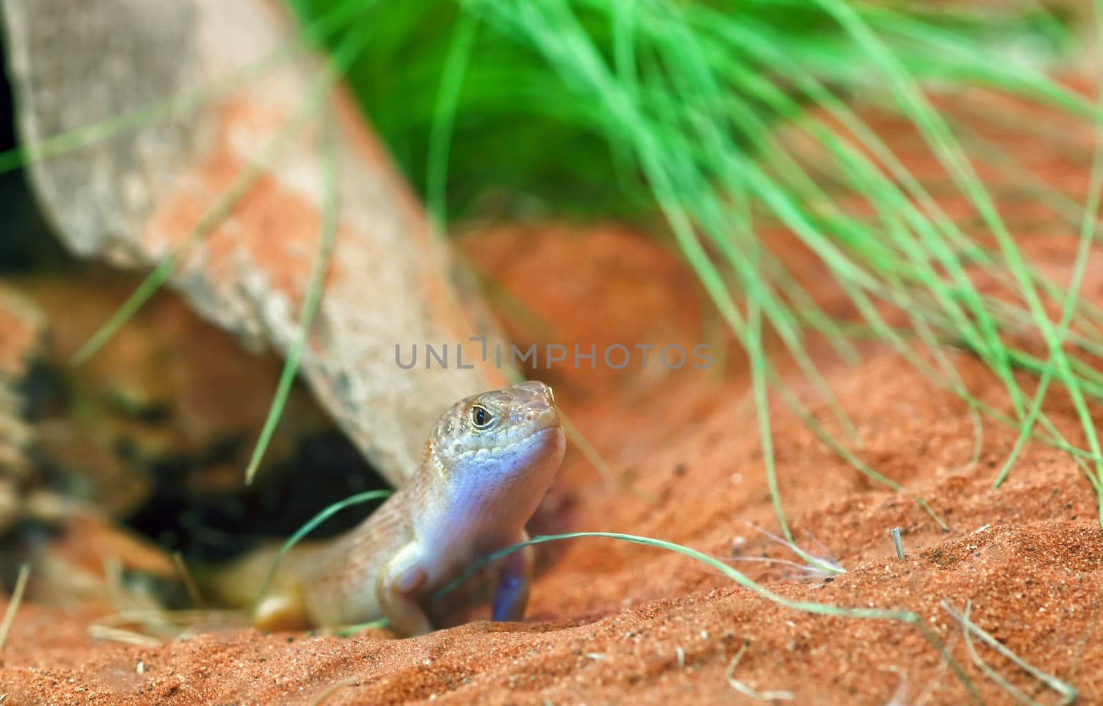 night skink egernia atriata lizard looks at the camera
