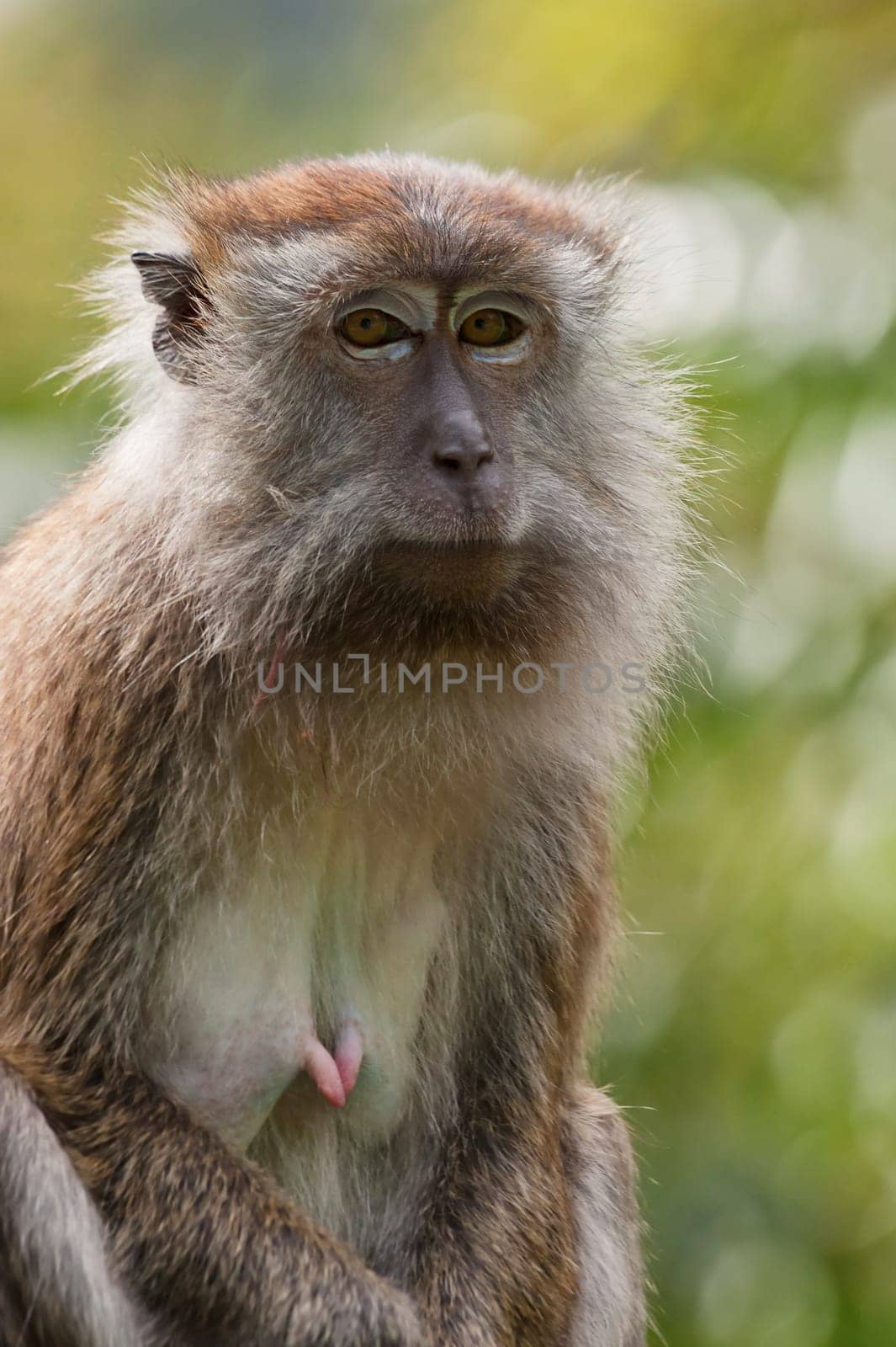 a small macaque monkey in penang malaysia