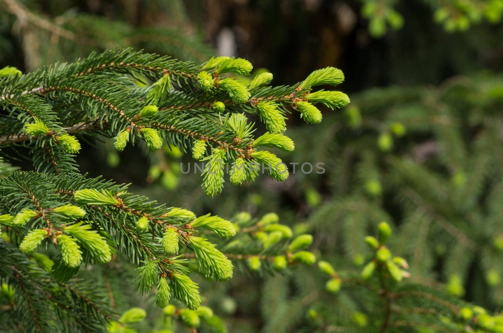 Fir branch with fresh shoots
