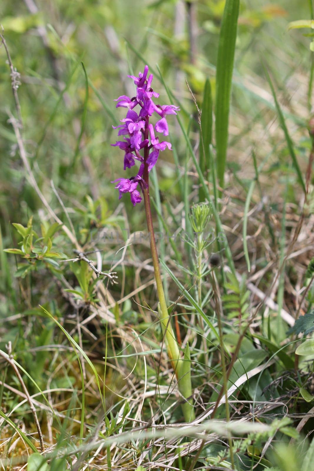 Stately orchid on the Dörnberg