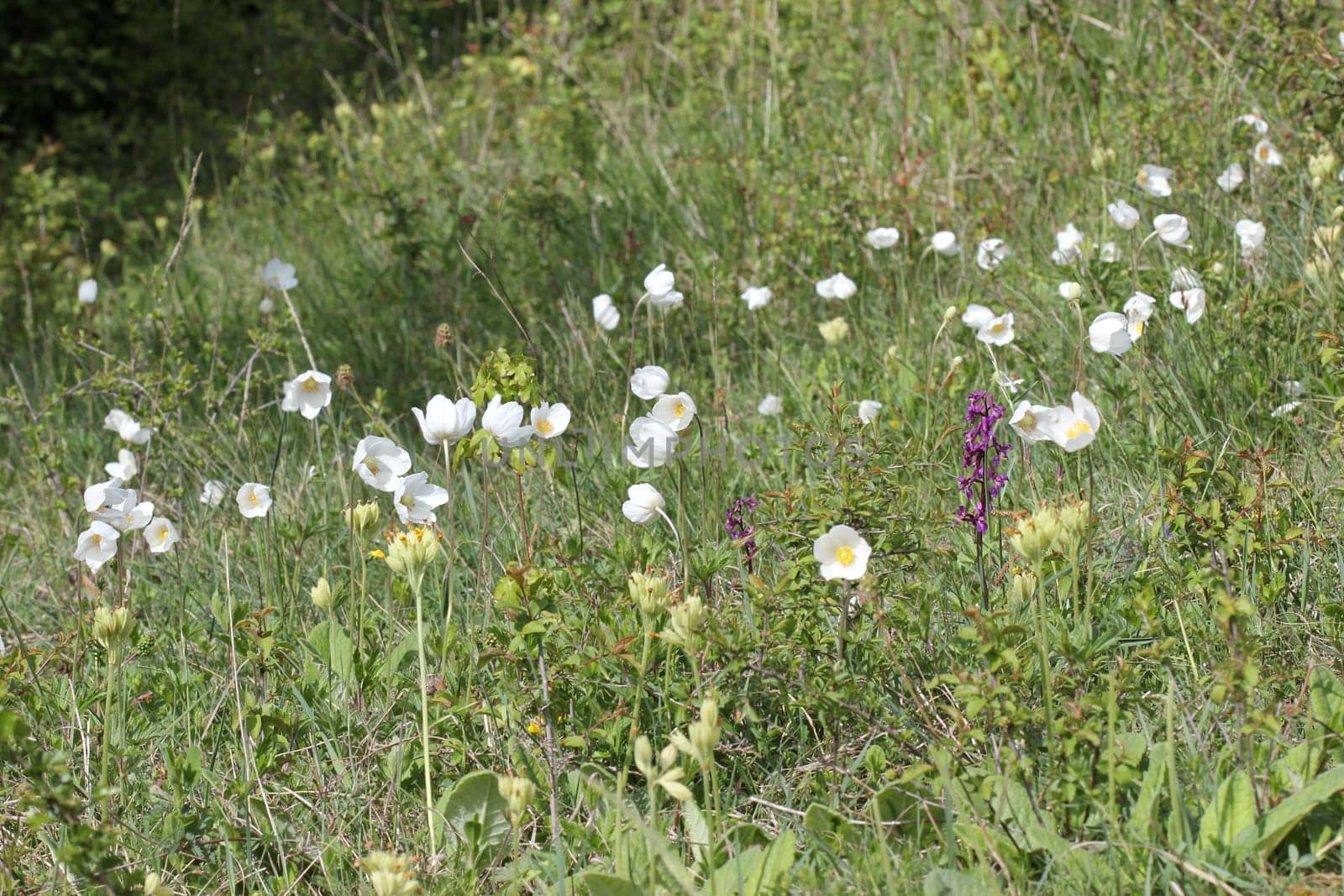 Greater anemones and stately orchids on the Dörnberg