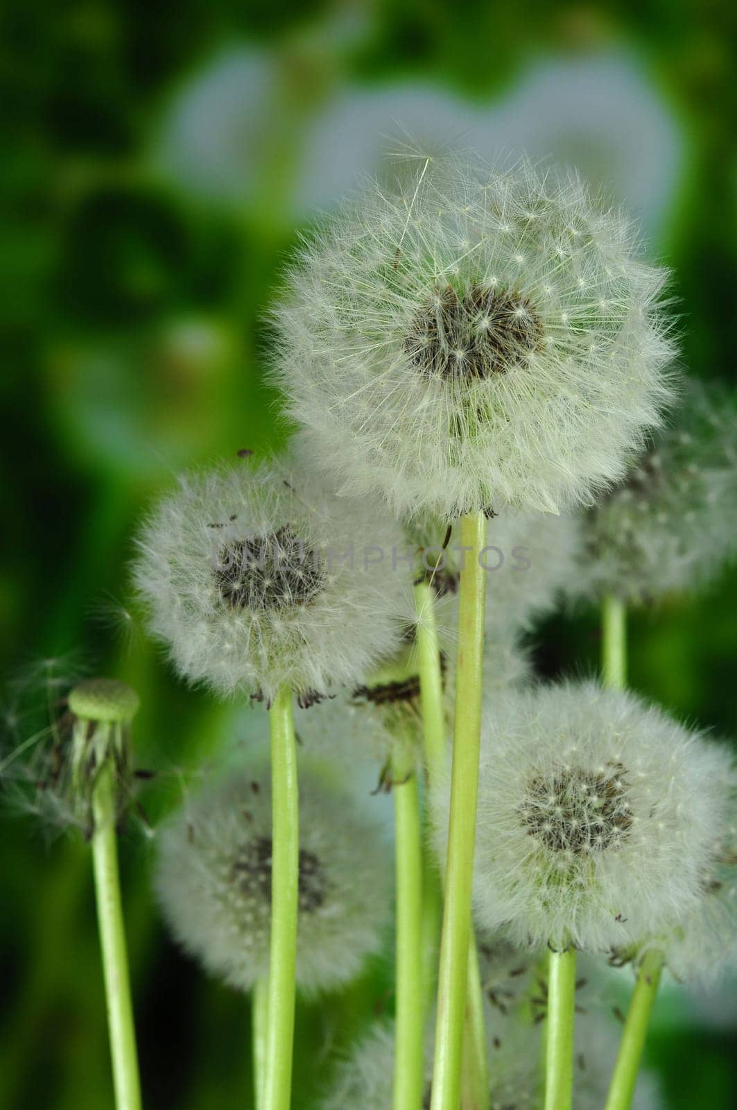 Dandelion meadow