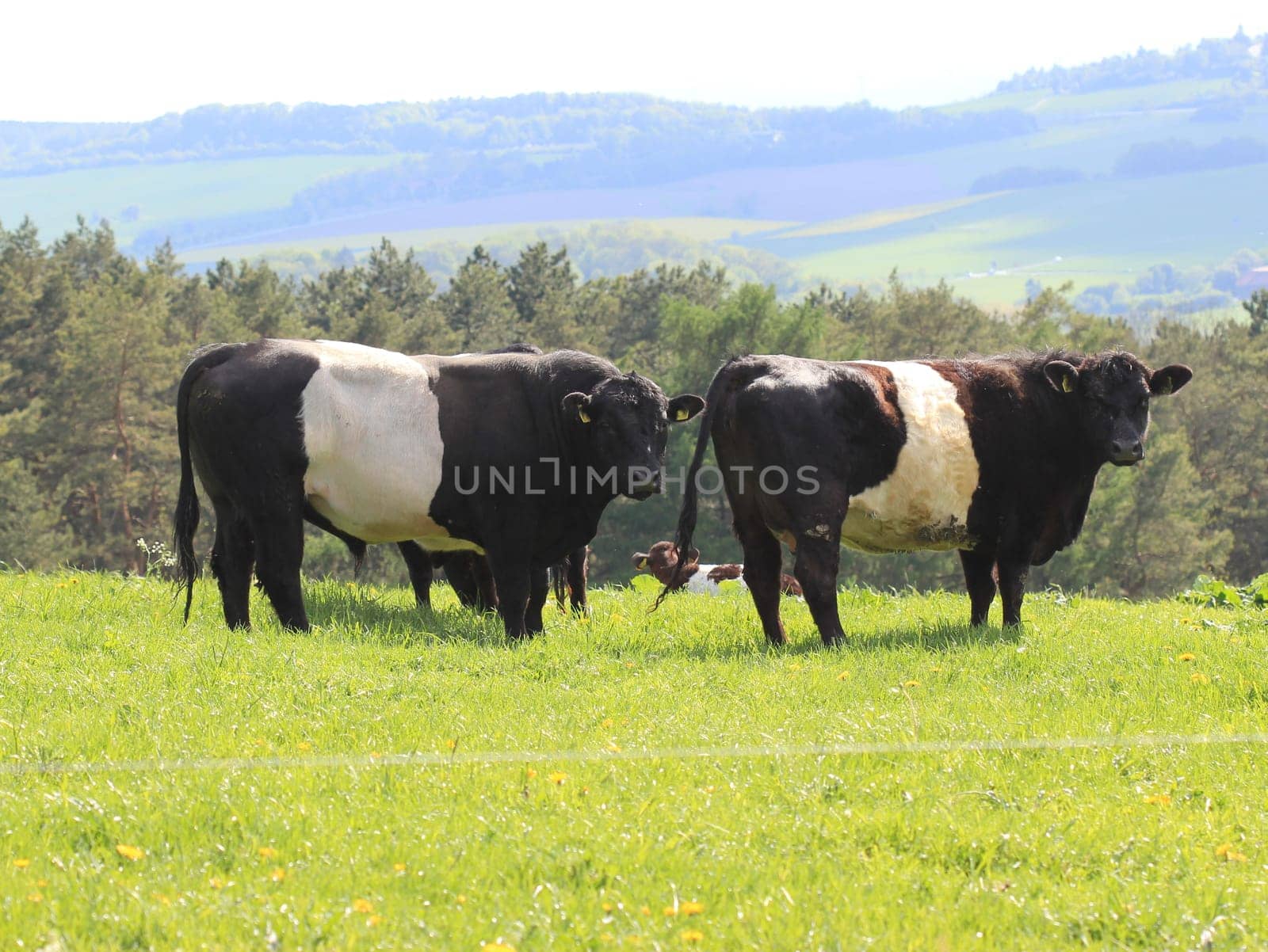 Belted Galloways on the Dörnberg