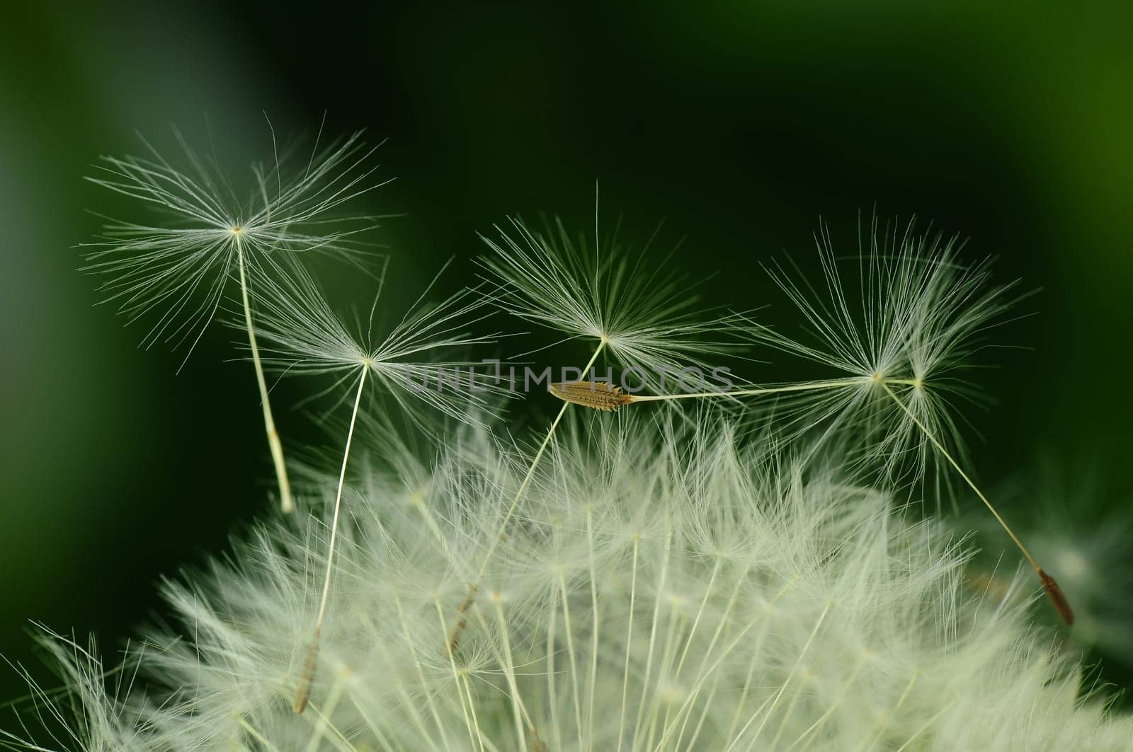 Dandelion