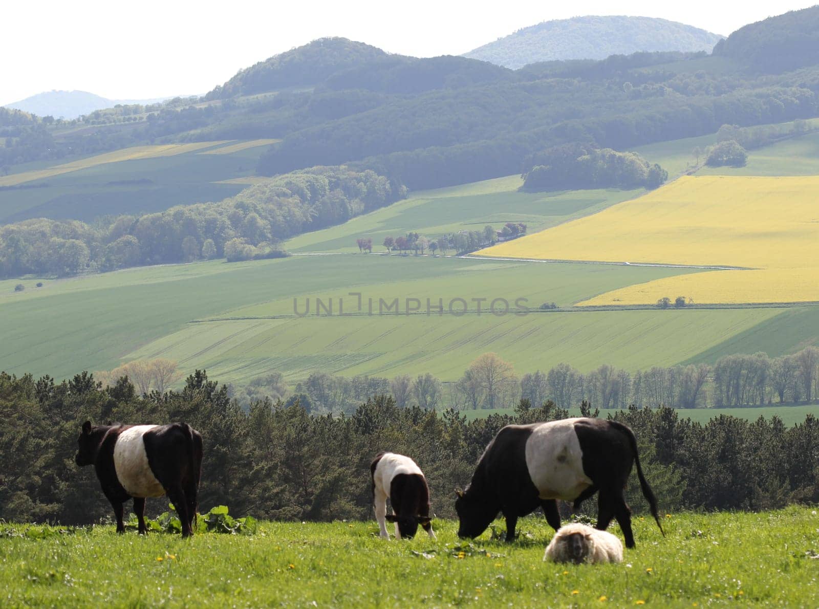 Belted Galloways on the Dörnberg