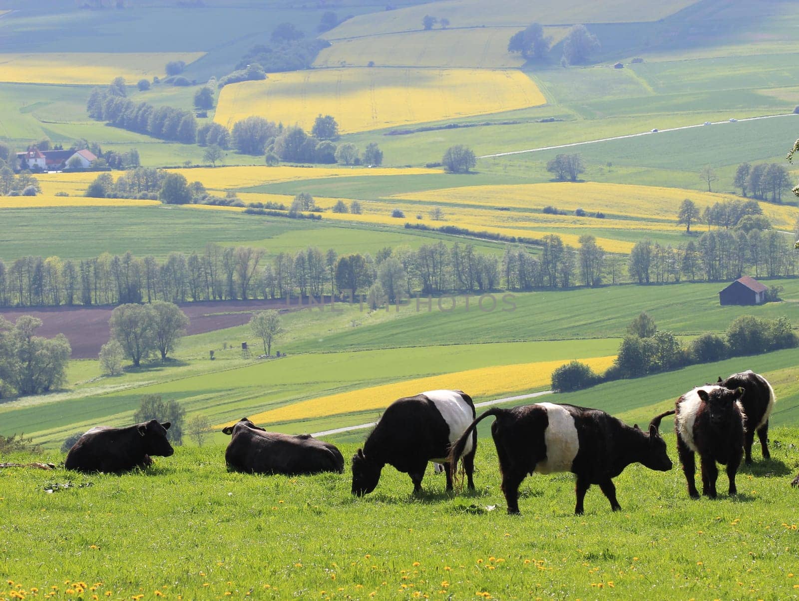 Belted Galloways on the Dörnberg