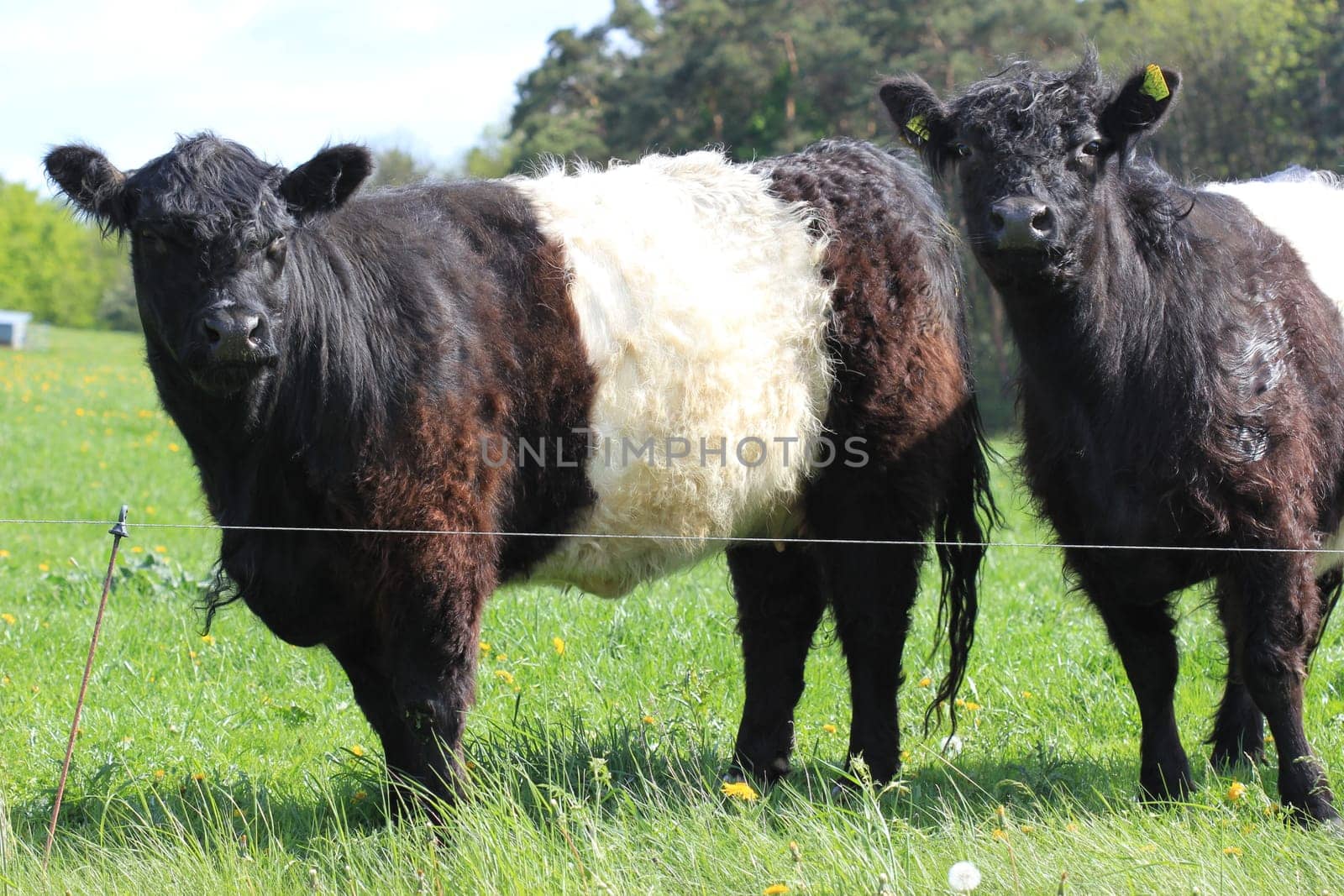 Belted Galloways on the Dörnberg