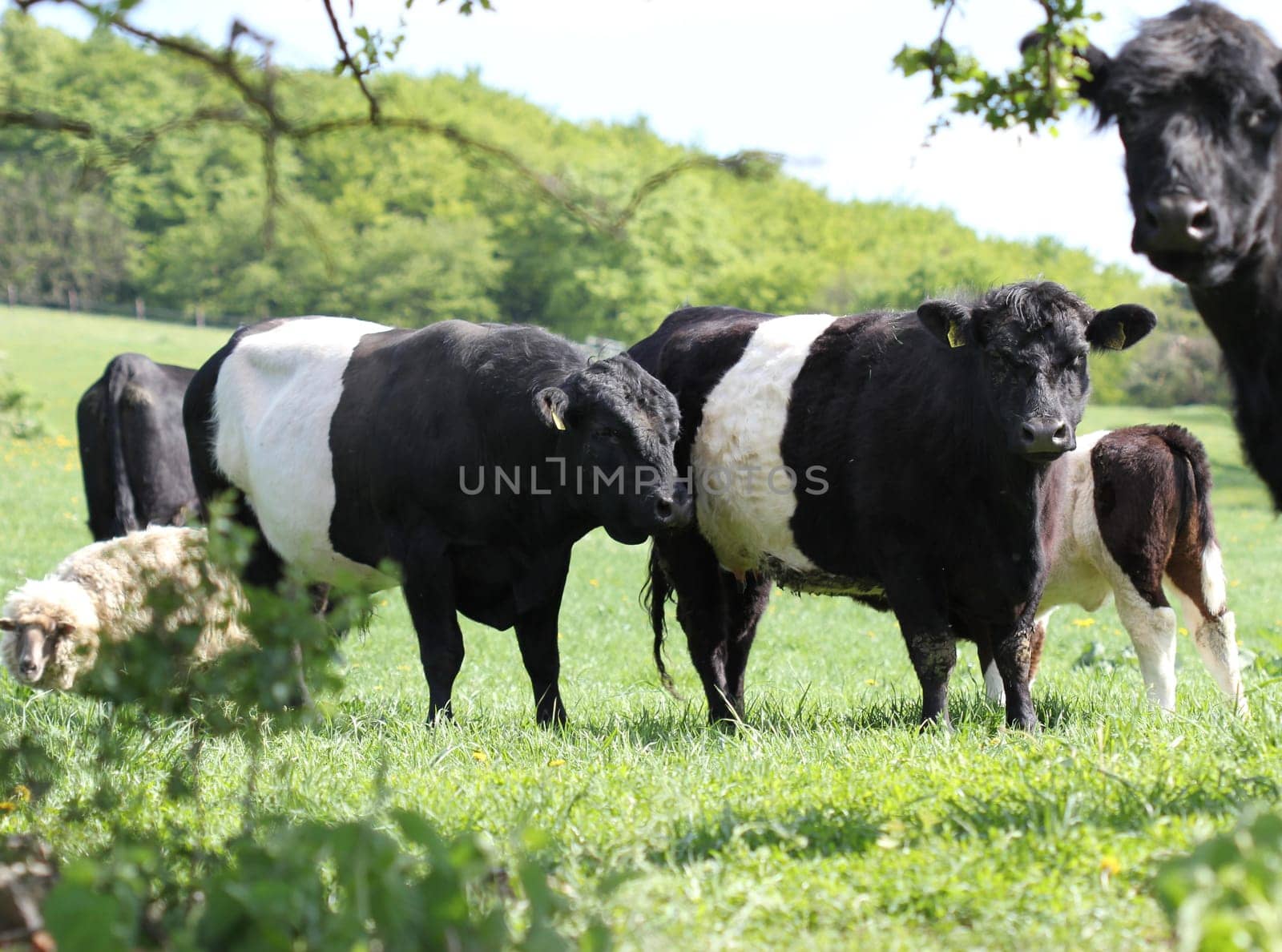 Belted Galloways on the Dörnberg