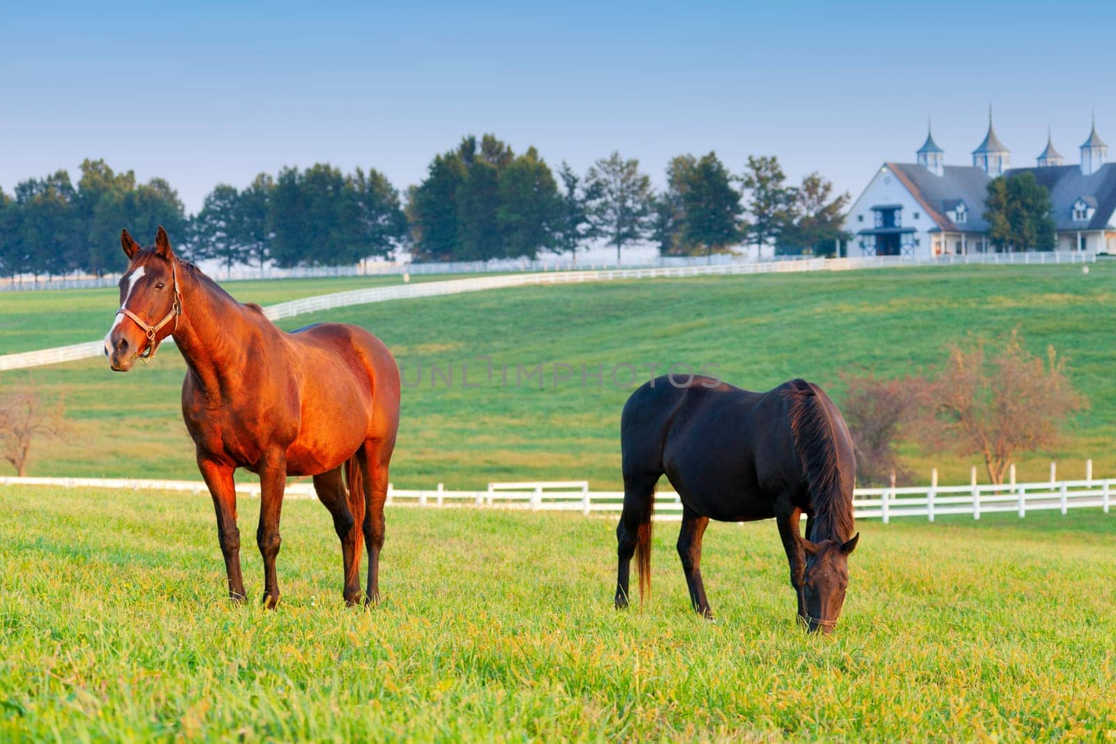 Horses on a farm in Kentucky
