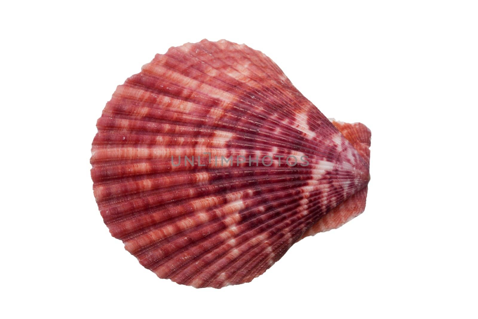 Close-up of a scallop shell against a white background