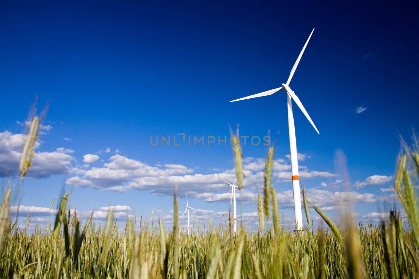 Windmills in a field of rye with blue sunny sky