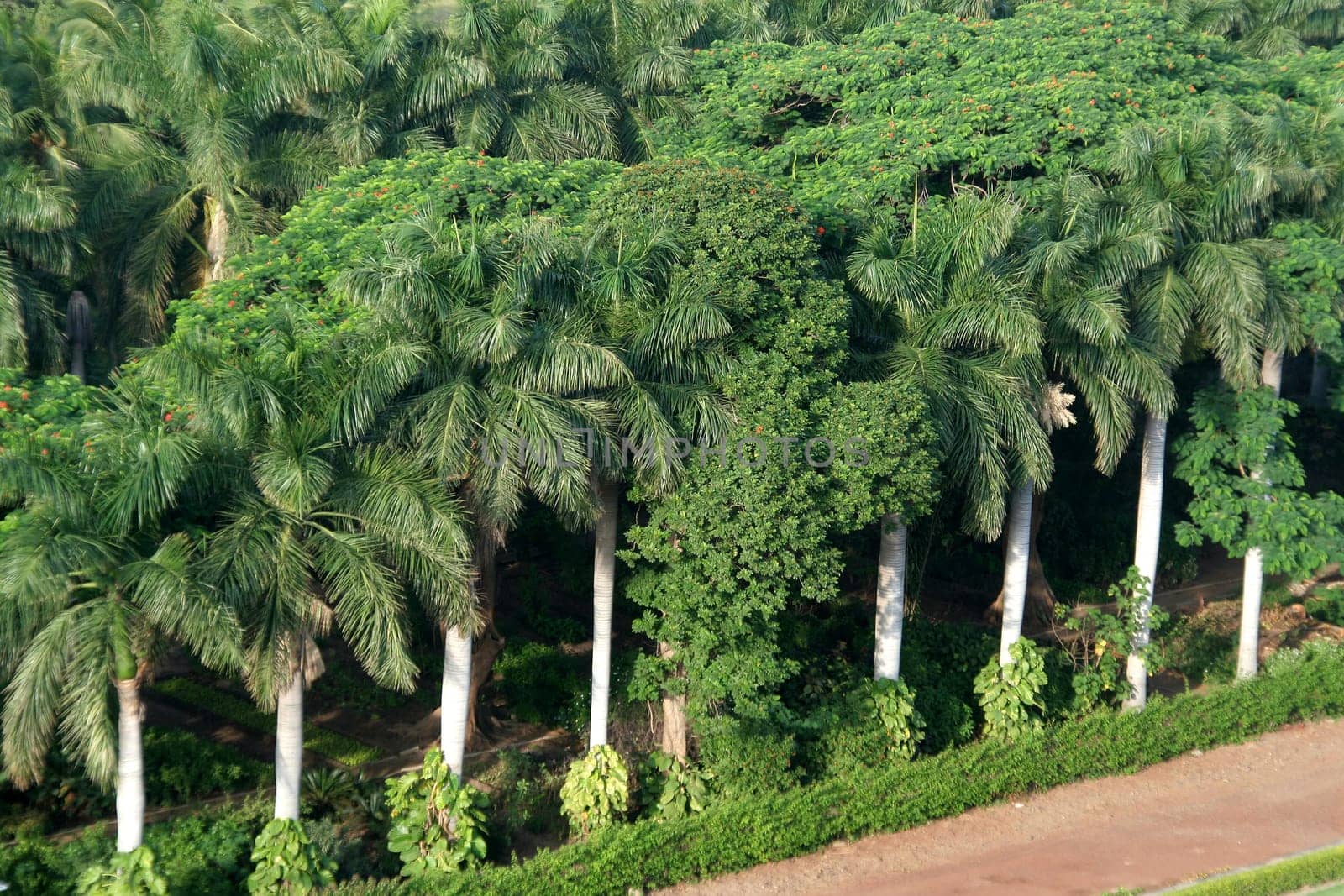 Tall trees covered with lush green foliage