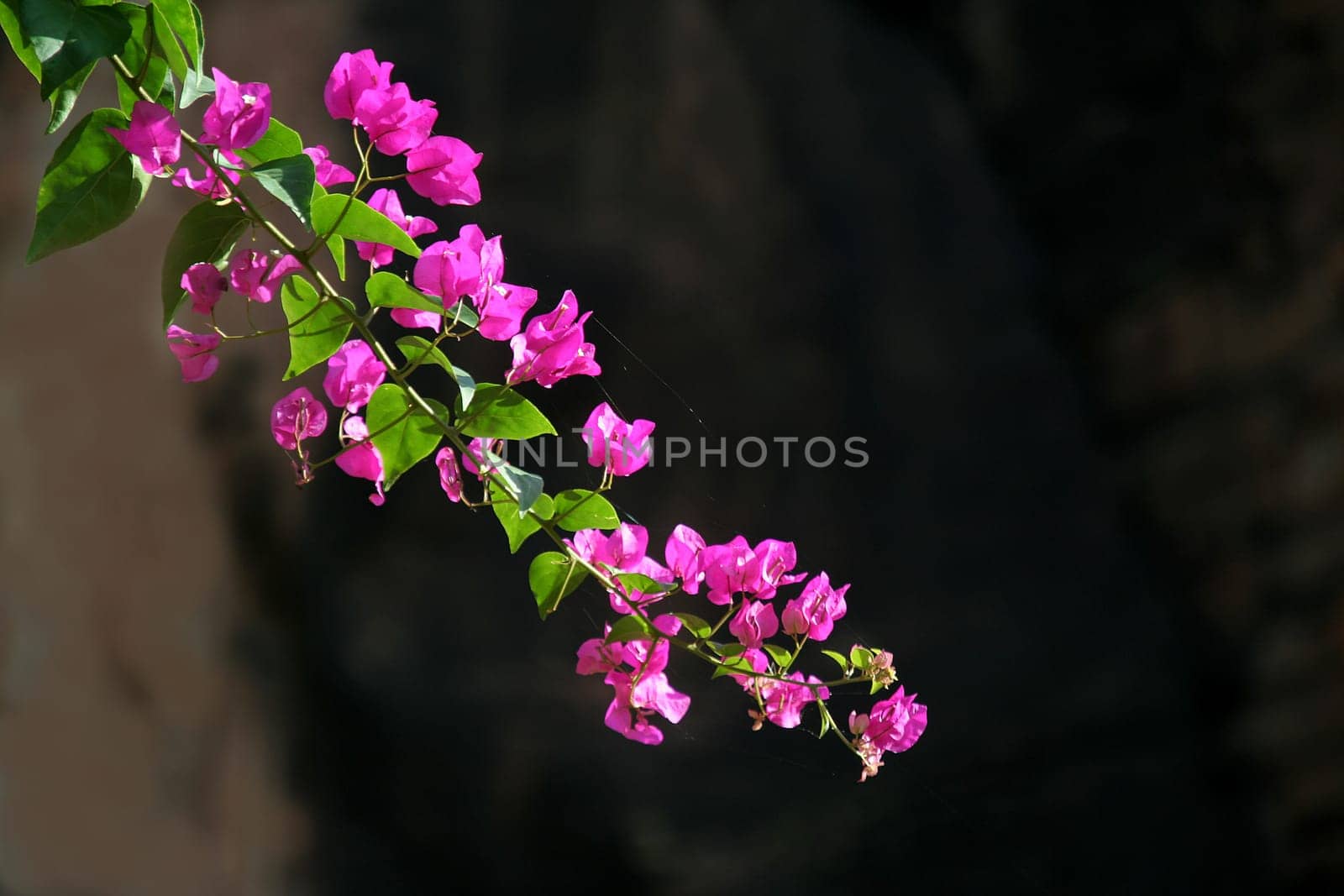 Majestic pink coloured bunch of Bougainvillea flowers