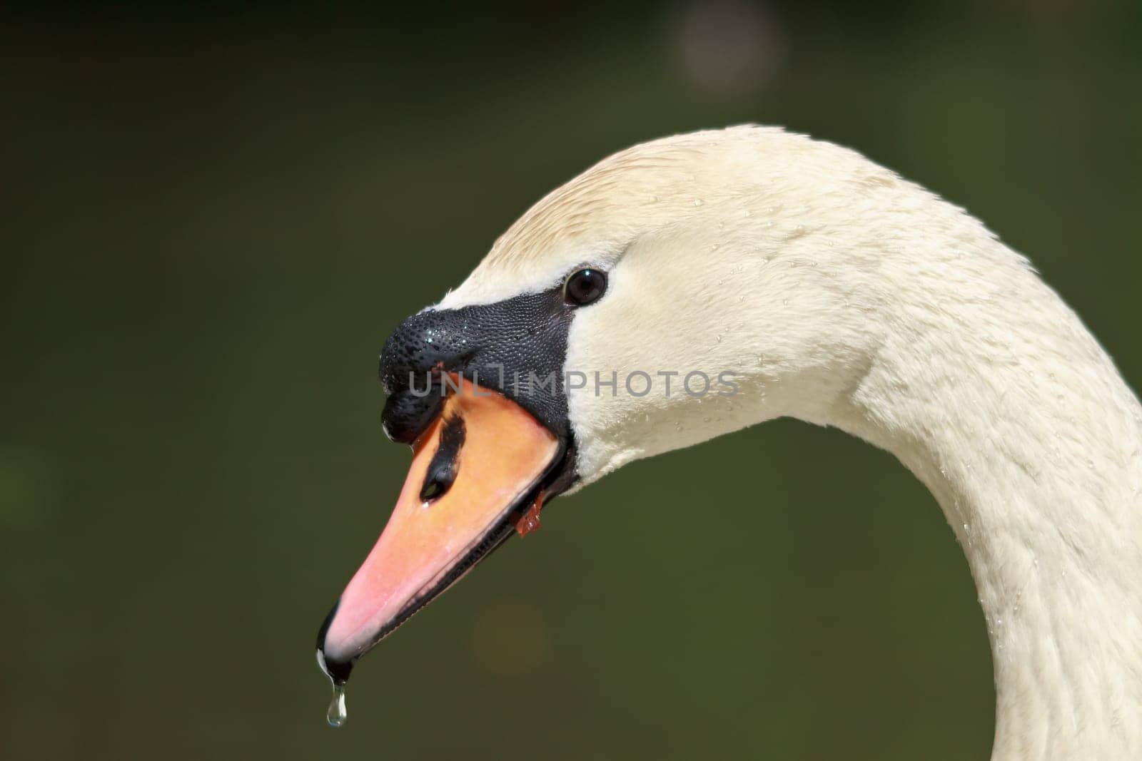 Swan