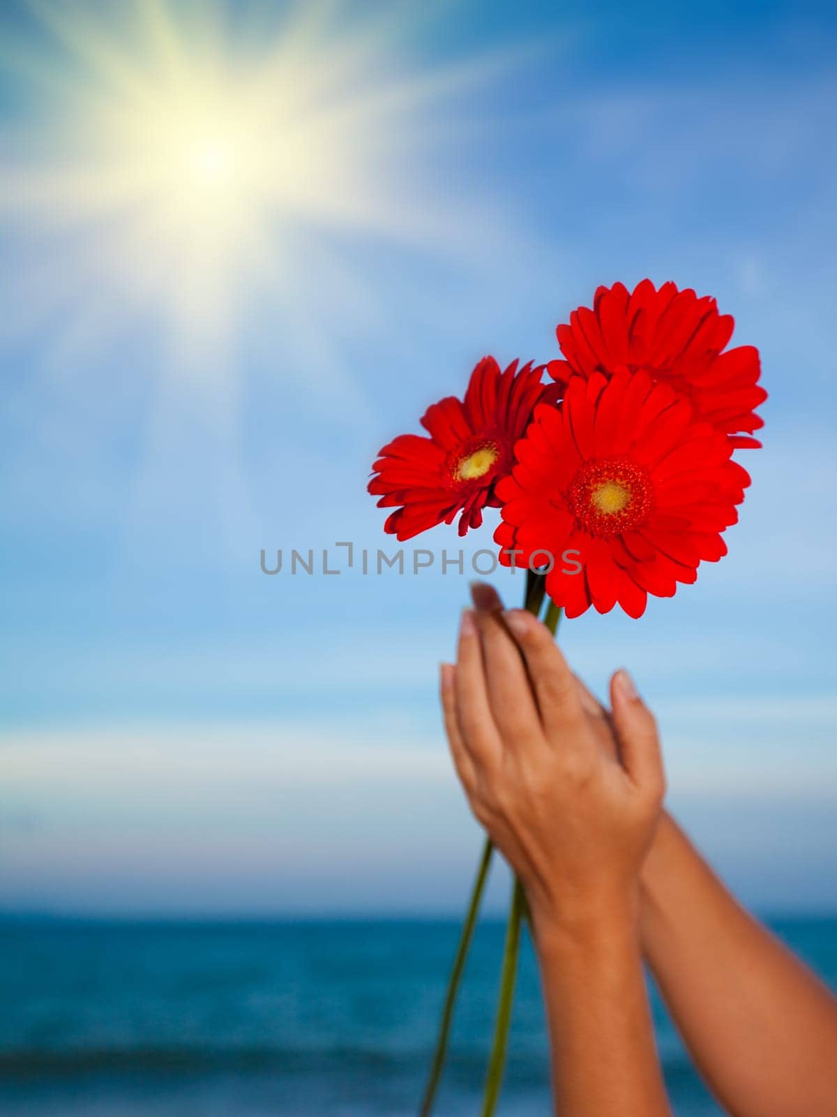 Gerbera daisy flower in human hands on blue sea background