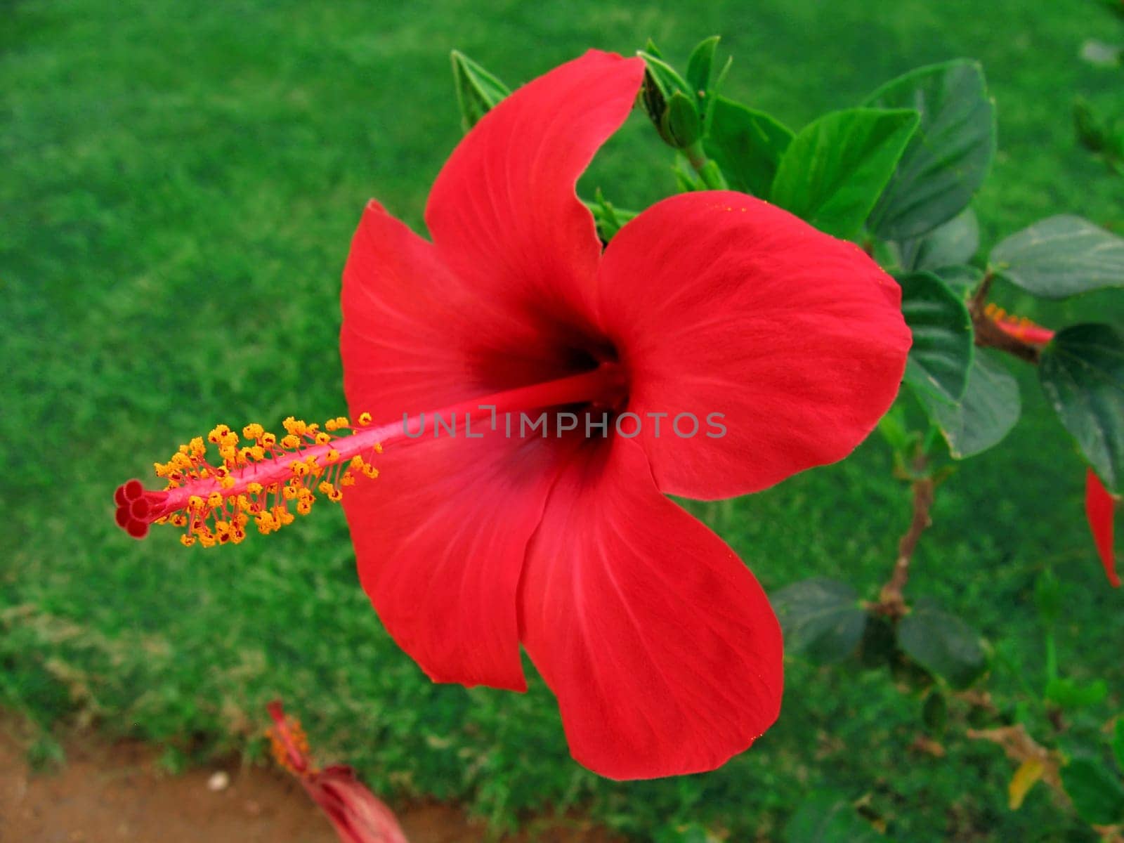 A red hibiscus flower