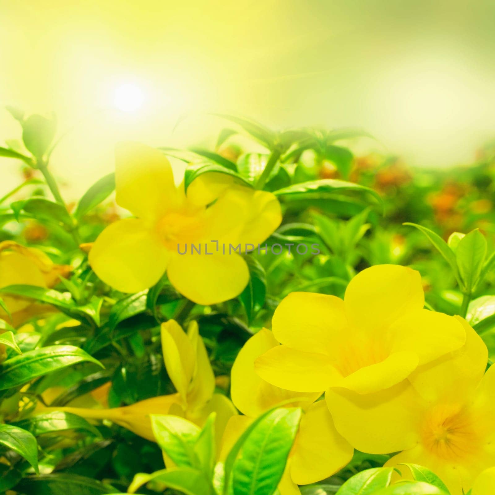 Floral background. reflection of the yellow tropical flower