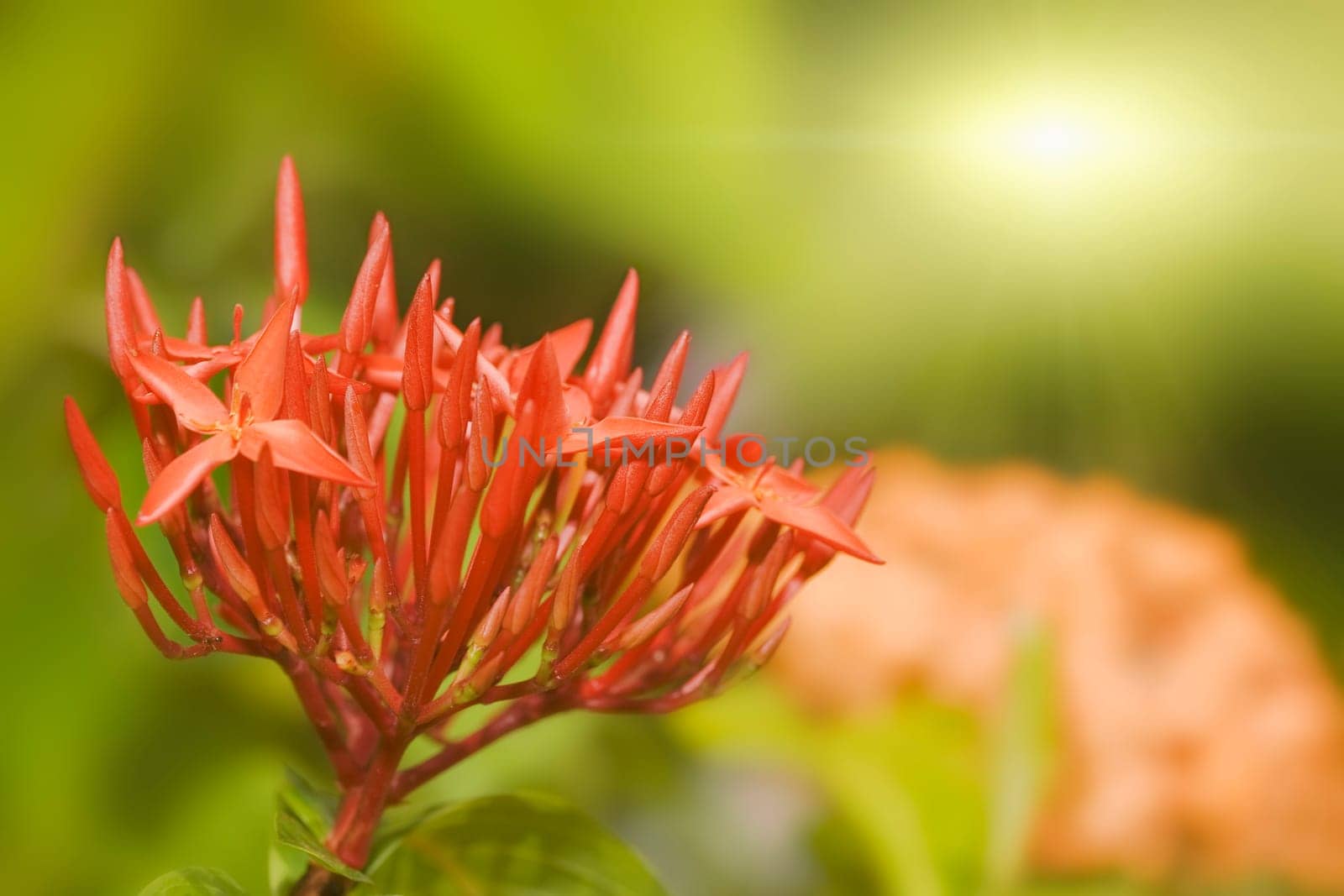 Floral background. Red tropical flowers