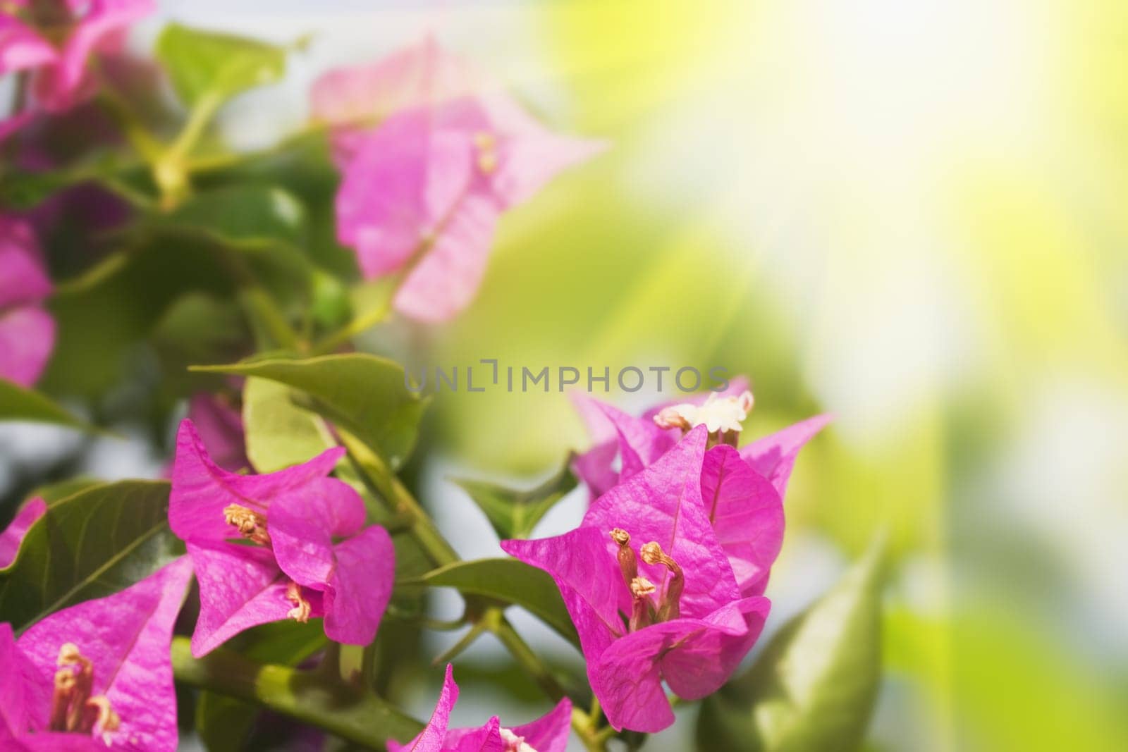 Floral background. Tropical flower Purple Bougainvillea.