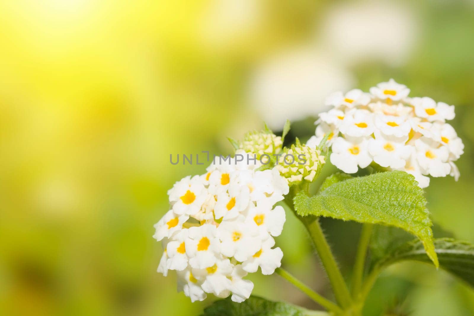 White Lantana flowers on abstract green sunny background