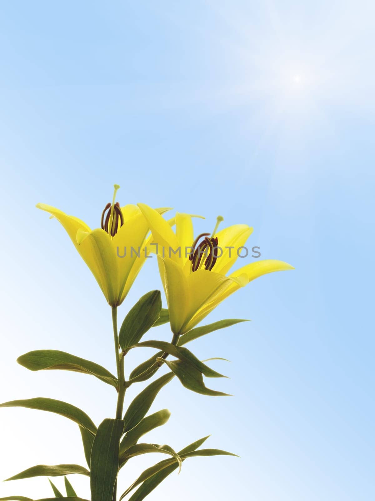 Yellow lily flowers isolated on sunny sky background