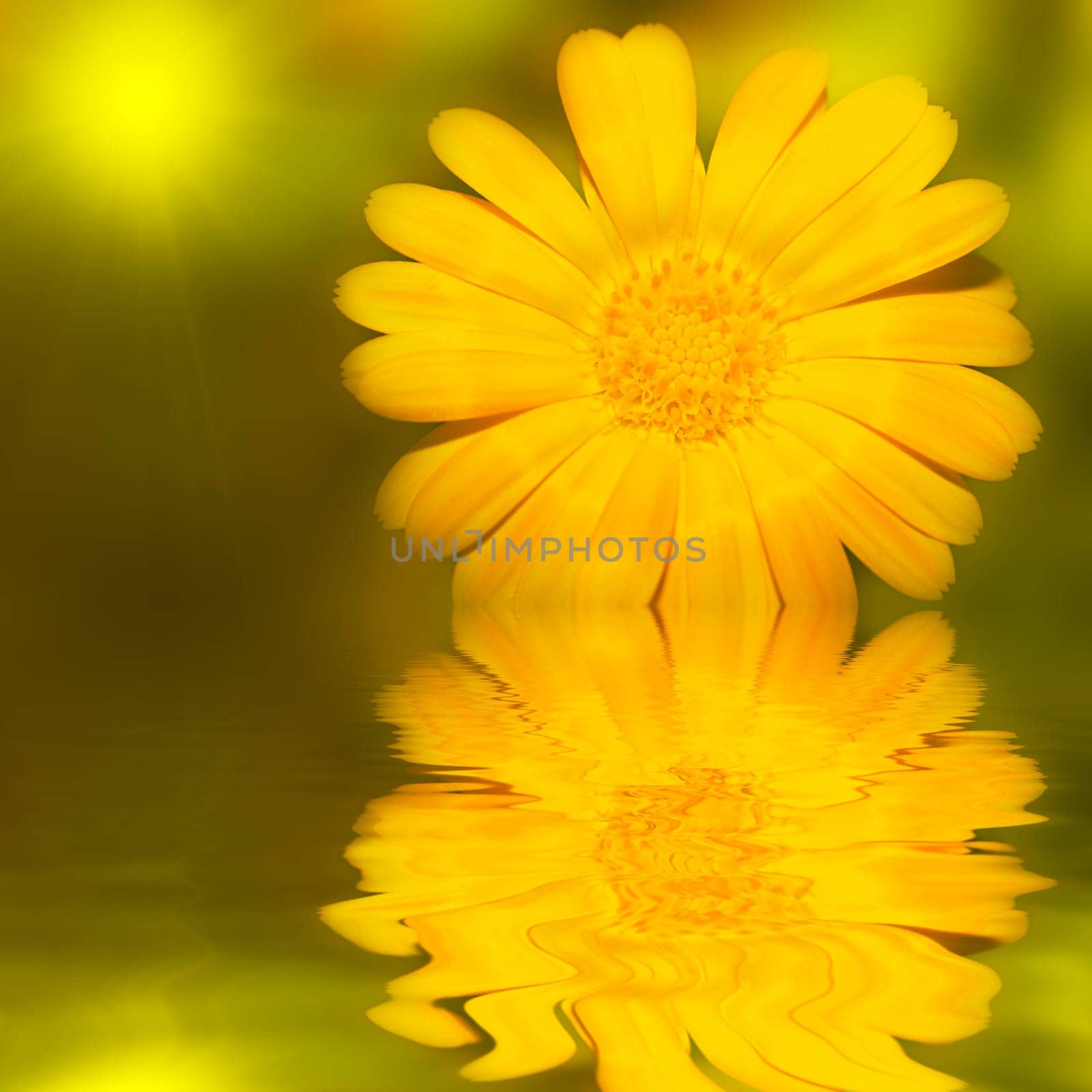 Yellow tropical flower and sunlight