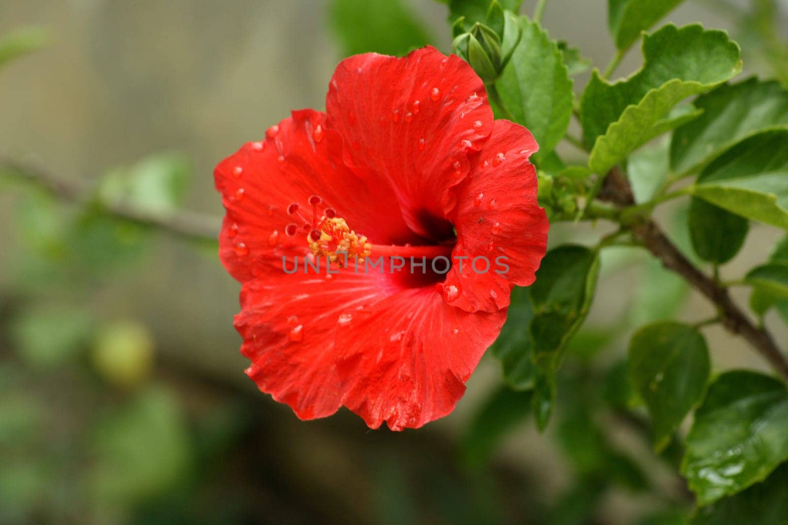 A red hibiscus flower with drops of dew