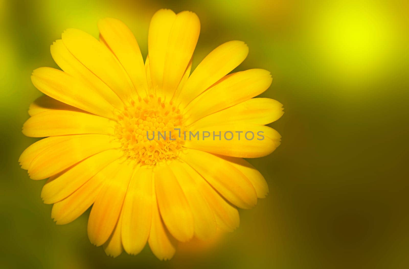 Yellow tropical flower and sunlight