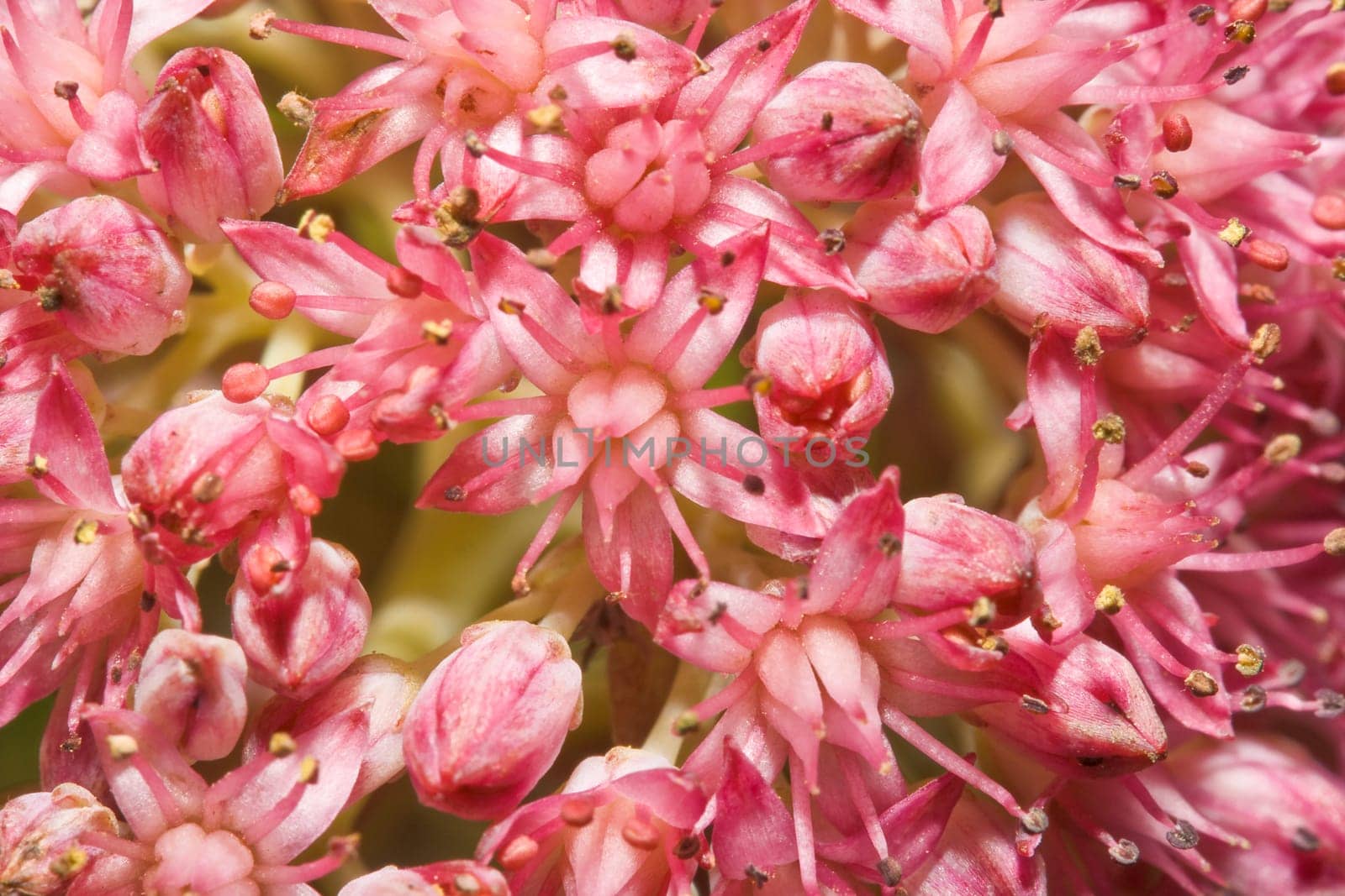 Floral background