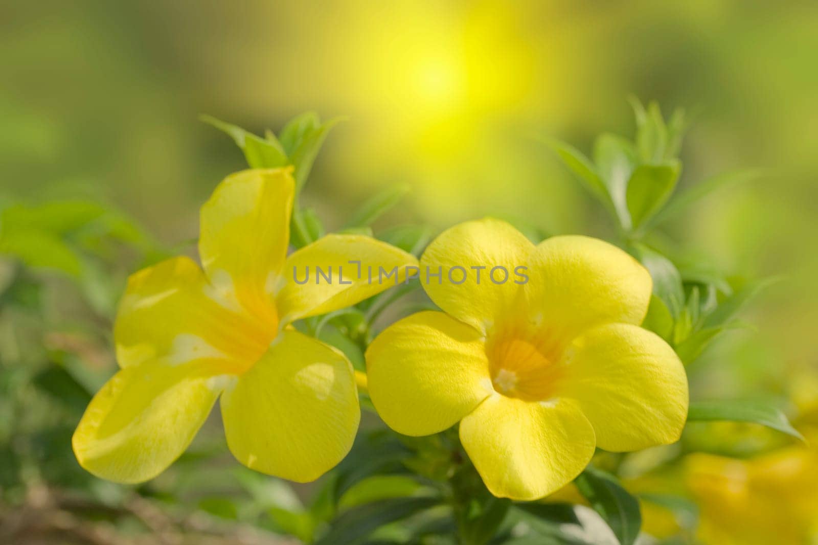 Floral background. Yellow tropical flowers