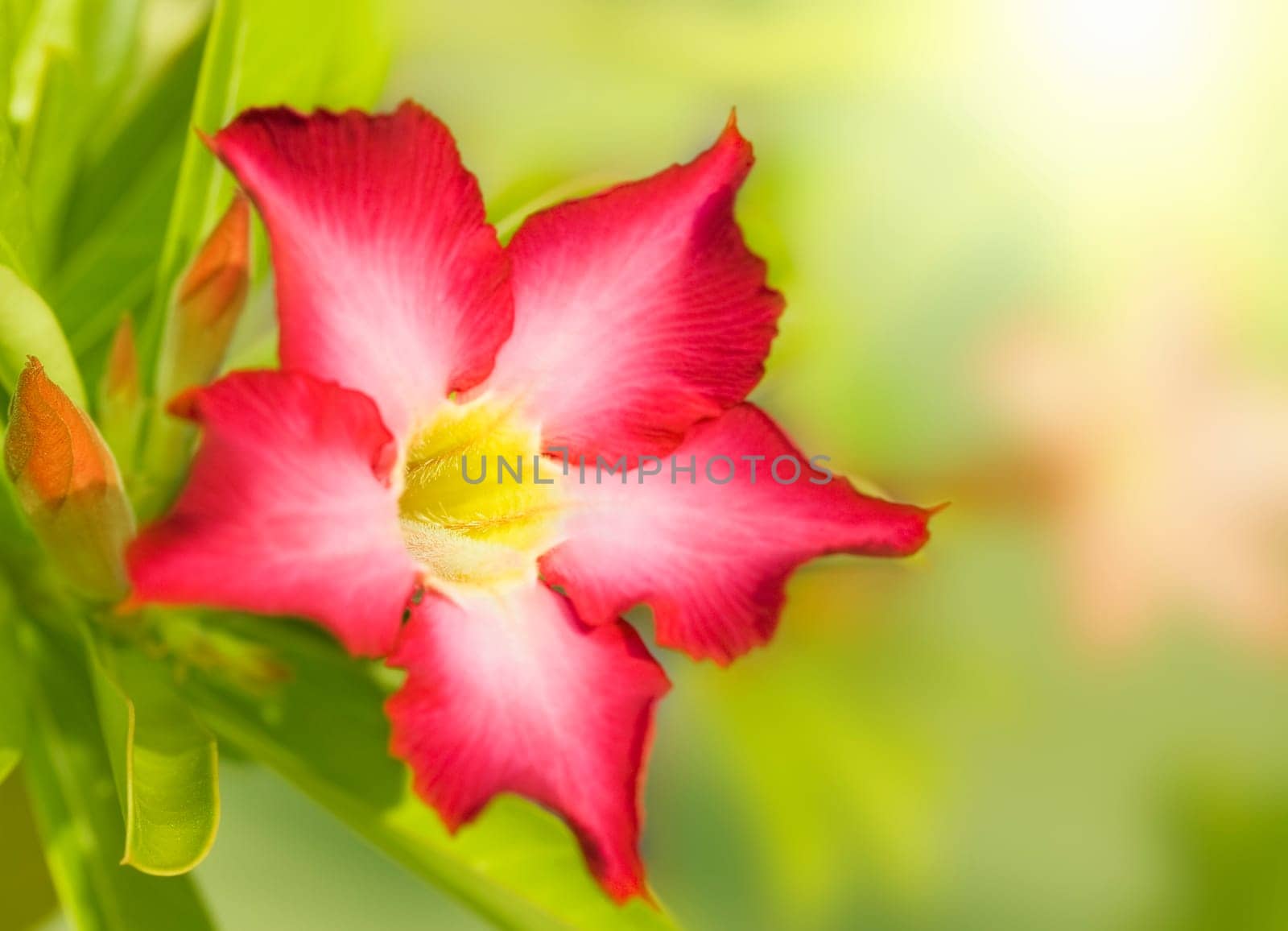 Floral background. Tropical flower Pink Adenium. Desert rose.