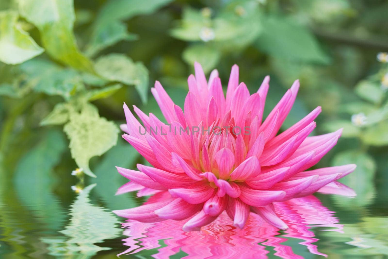Ferlection of Dahlia flower